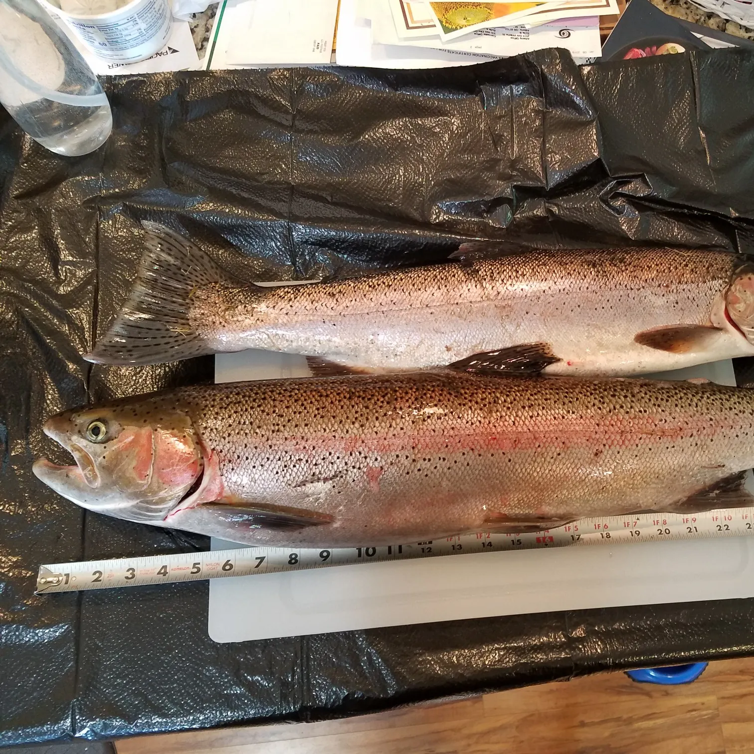 recently logged catches