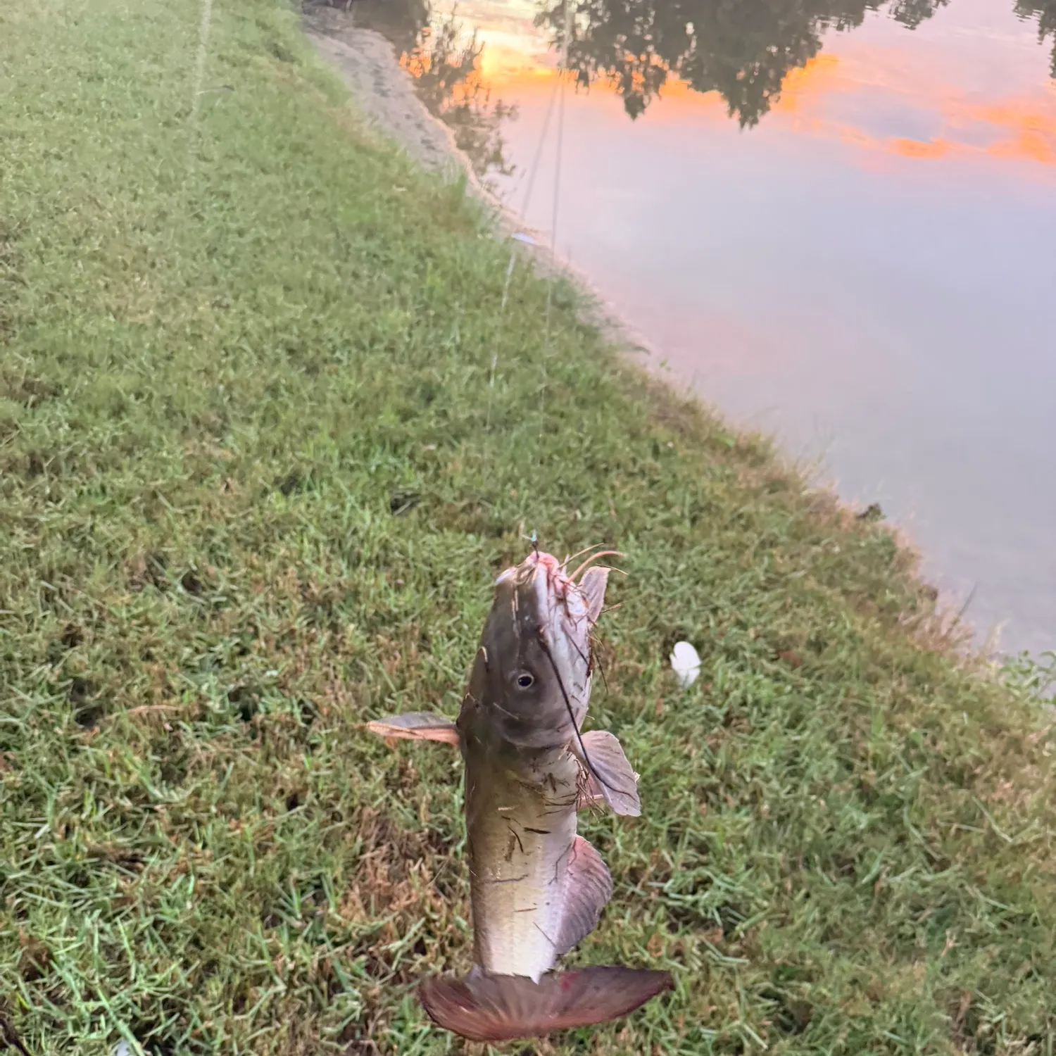 Channel catfish caught on Fishbrain