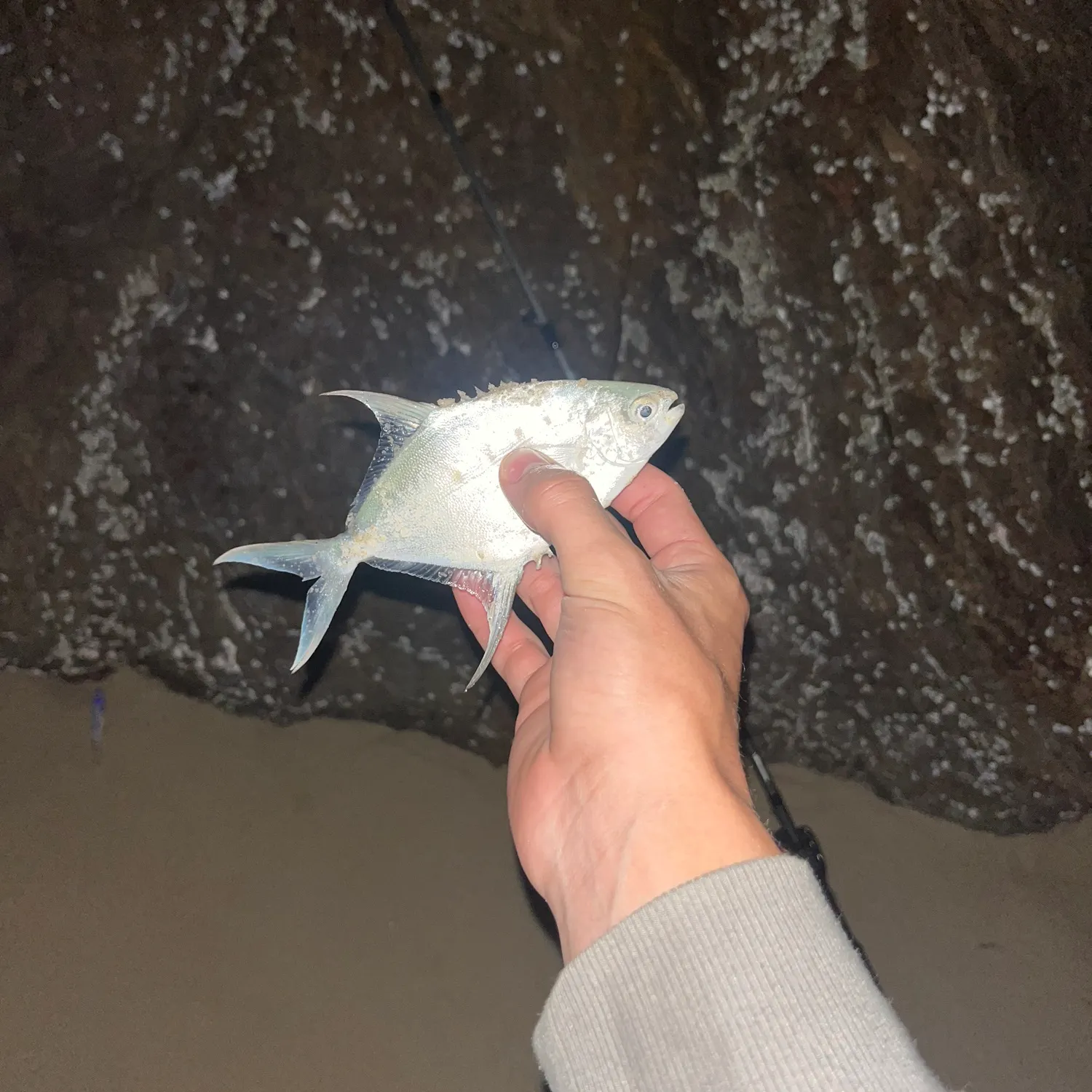 The most recent Smallspotted dart catches on Fishbrain