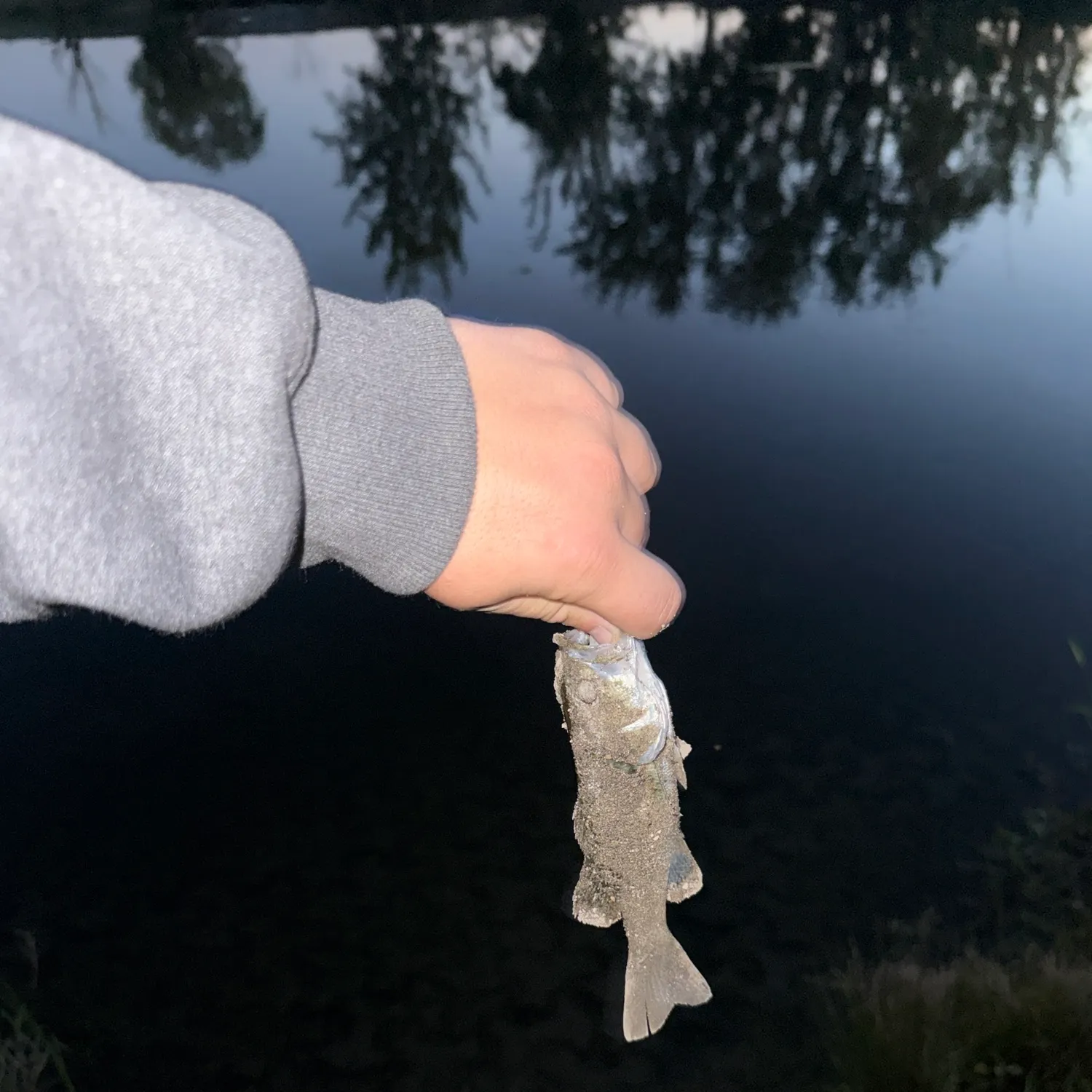 Striped bass caught on Fishbrain