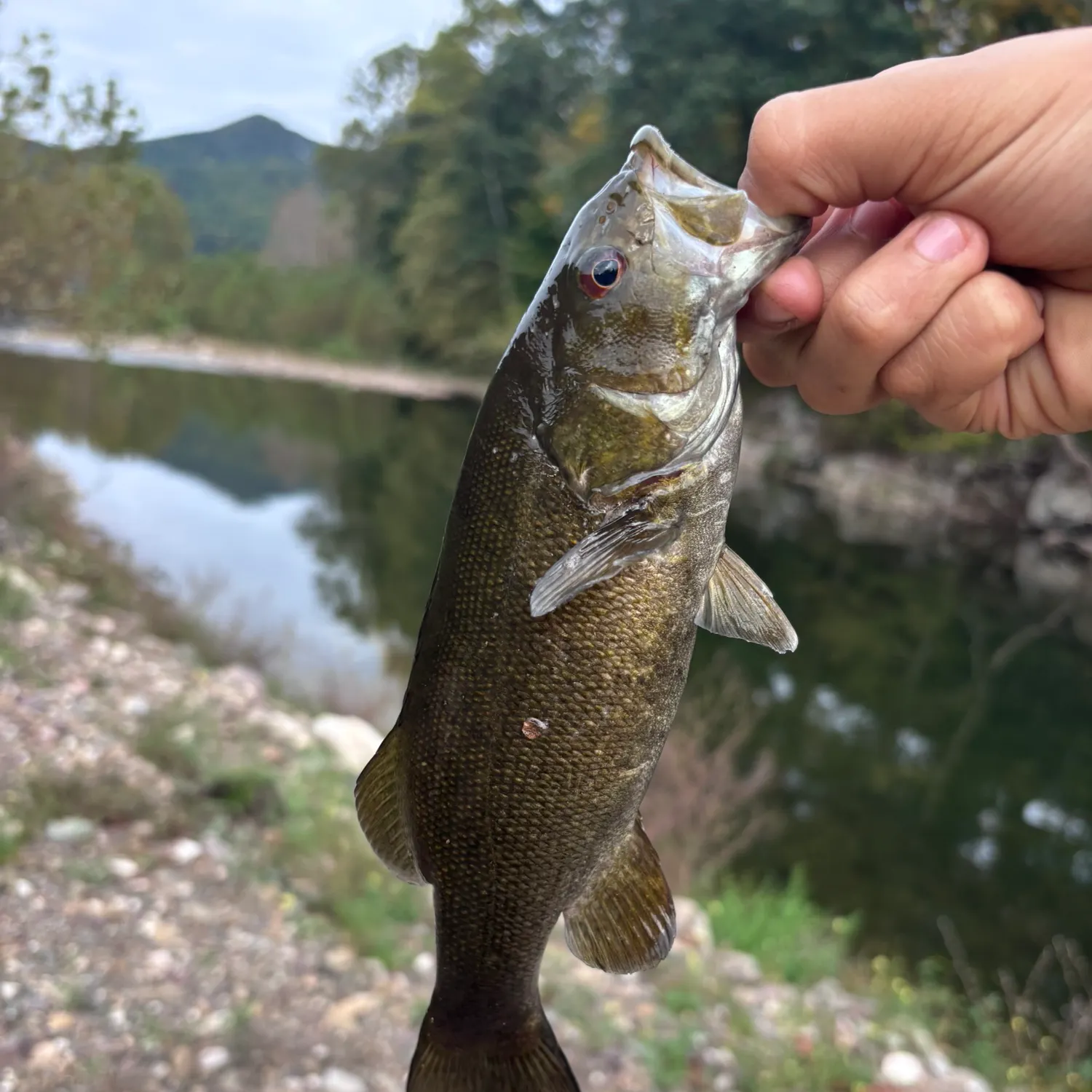 Smallmouth bass caught on Fishbrain