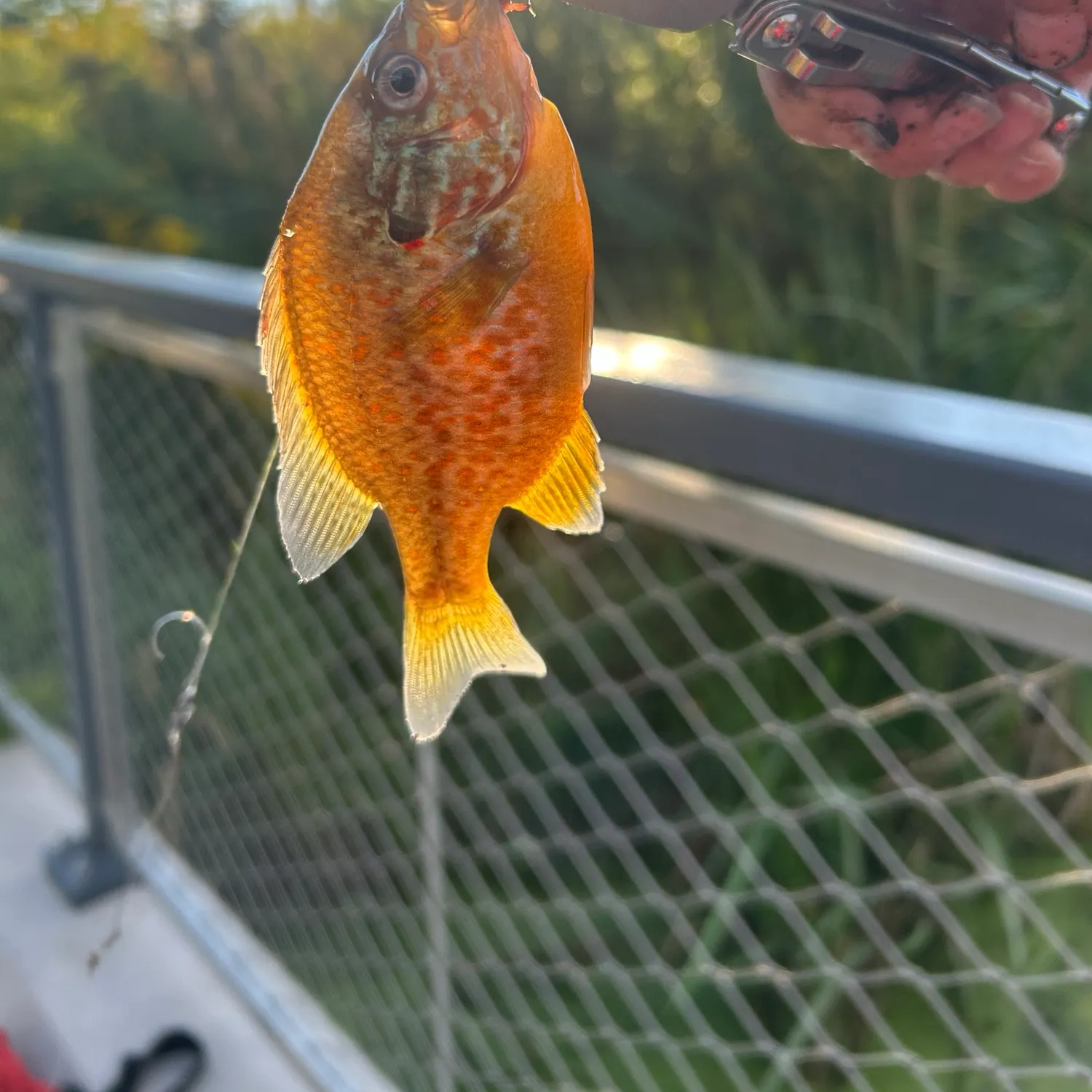 Pumpkinseed caught on Fishbrain