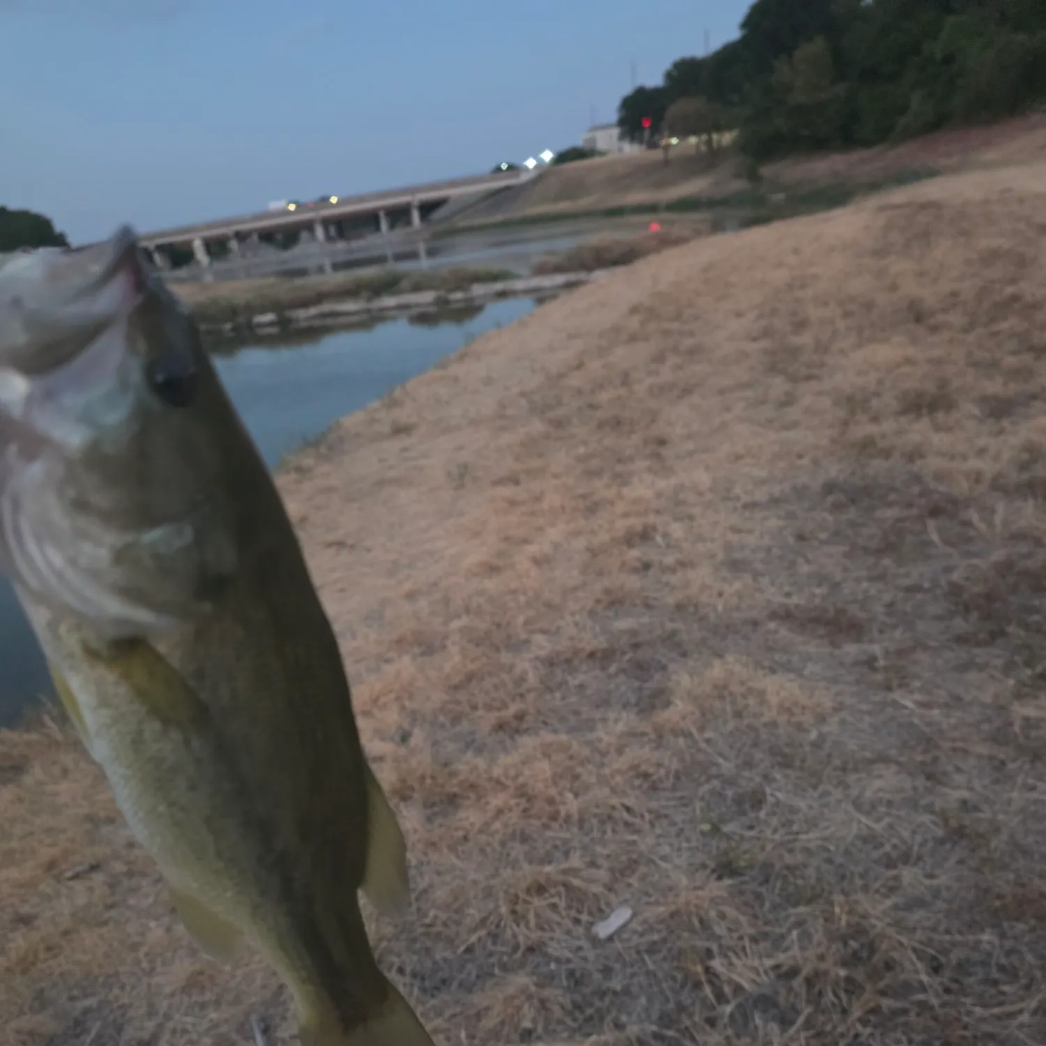 Fish caught on Fishbrain