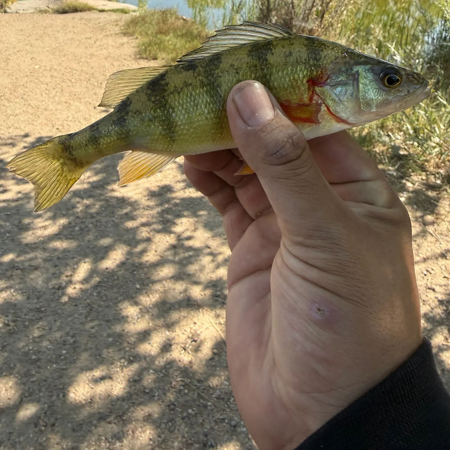 Yellow perch caught on Fishbrain