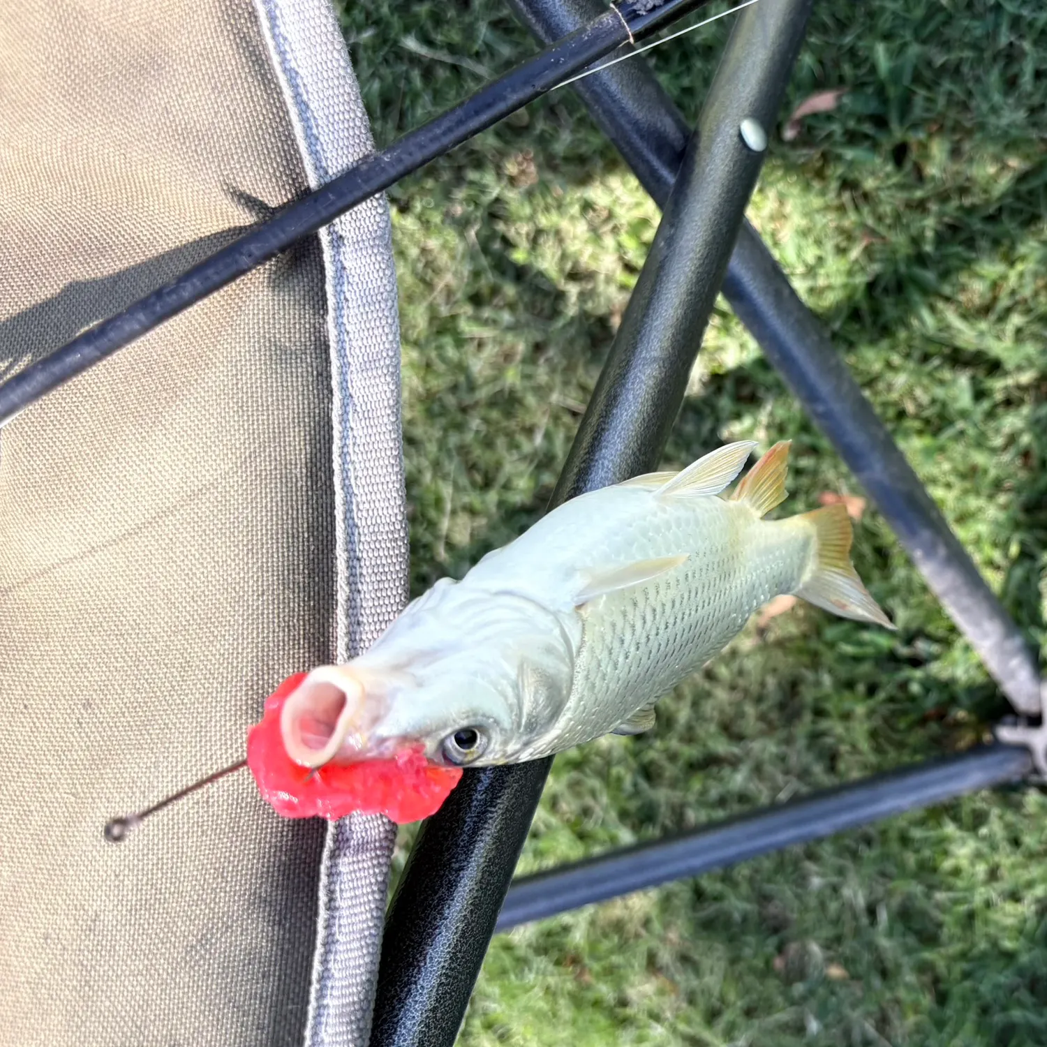Common carp caught on Fishbrain