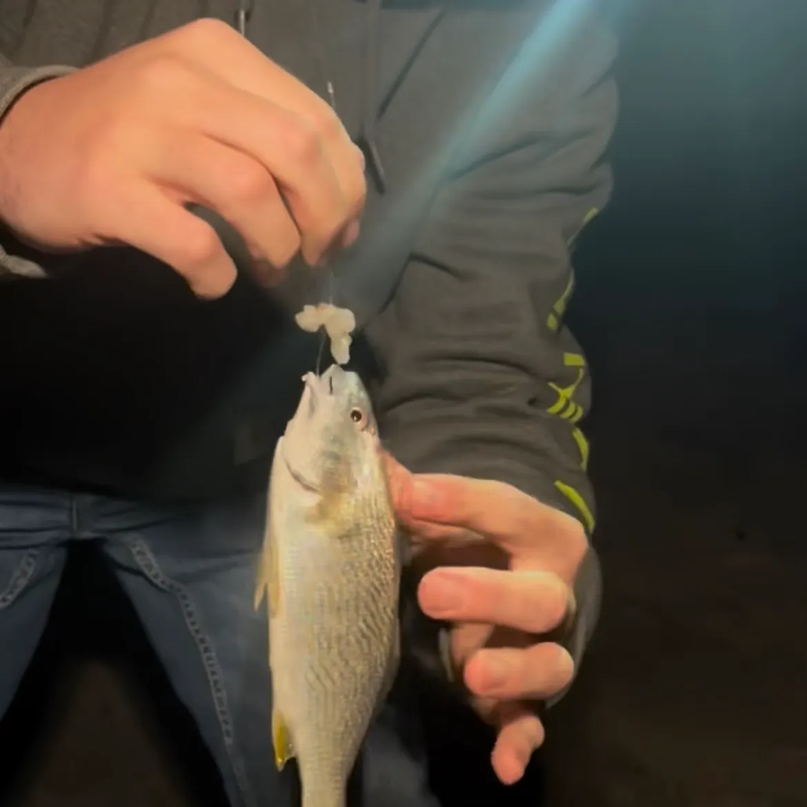 The most recent Yellowfin croaker catches on Fishbrain