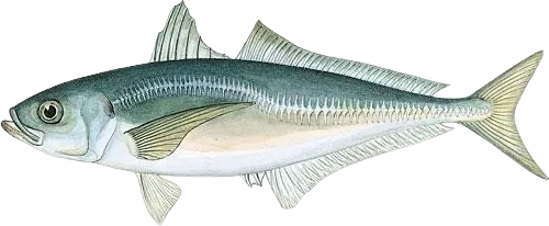Japanese jack mackerel
