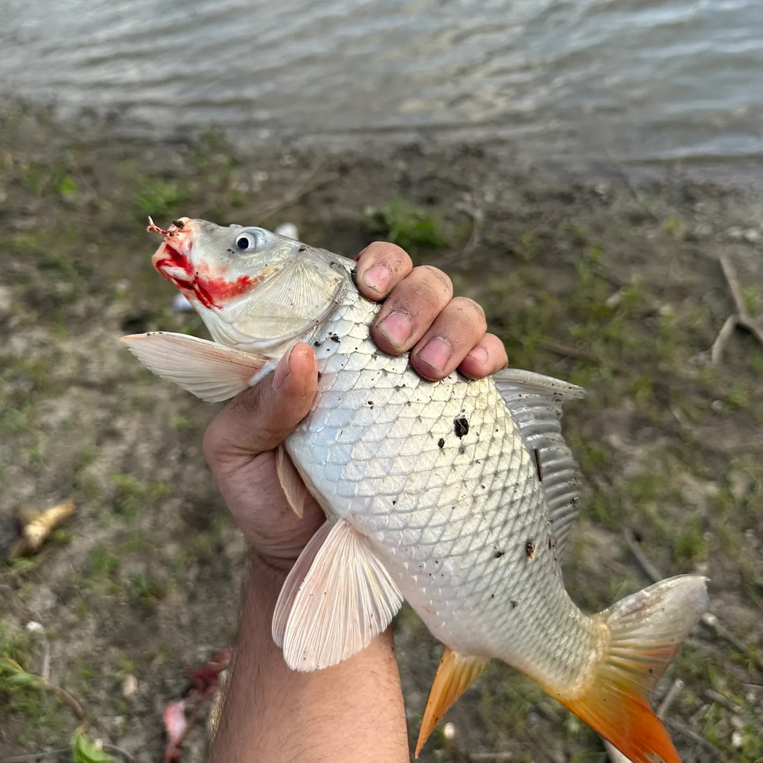 Common carp caught on Fishbrain
