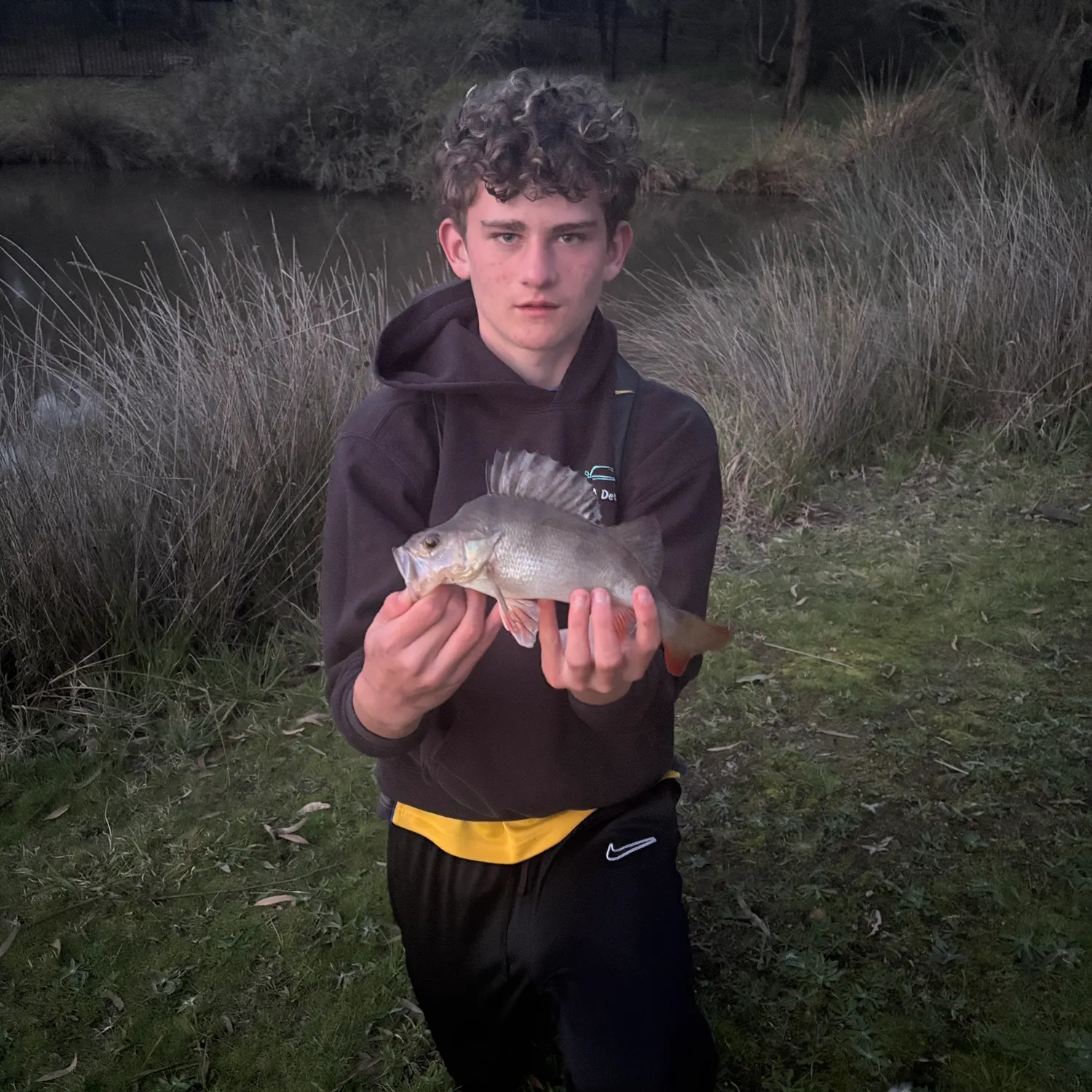 European perch caught on Fishbrain