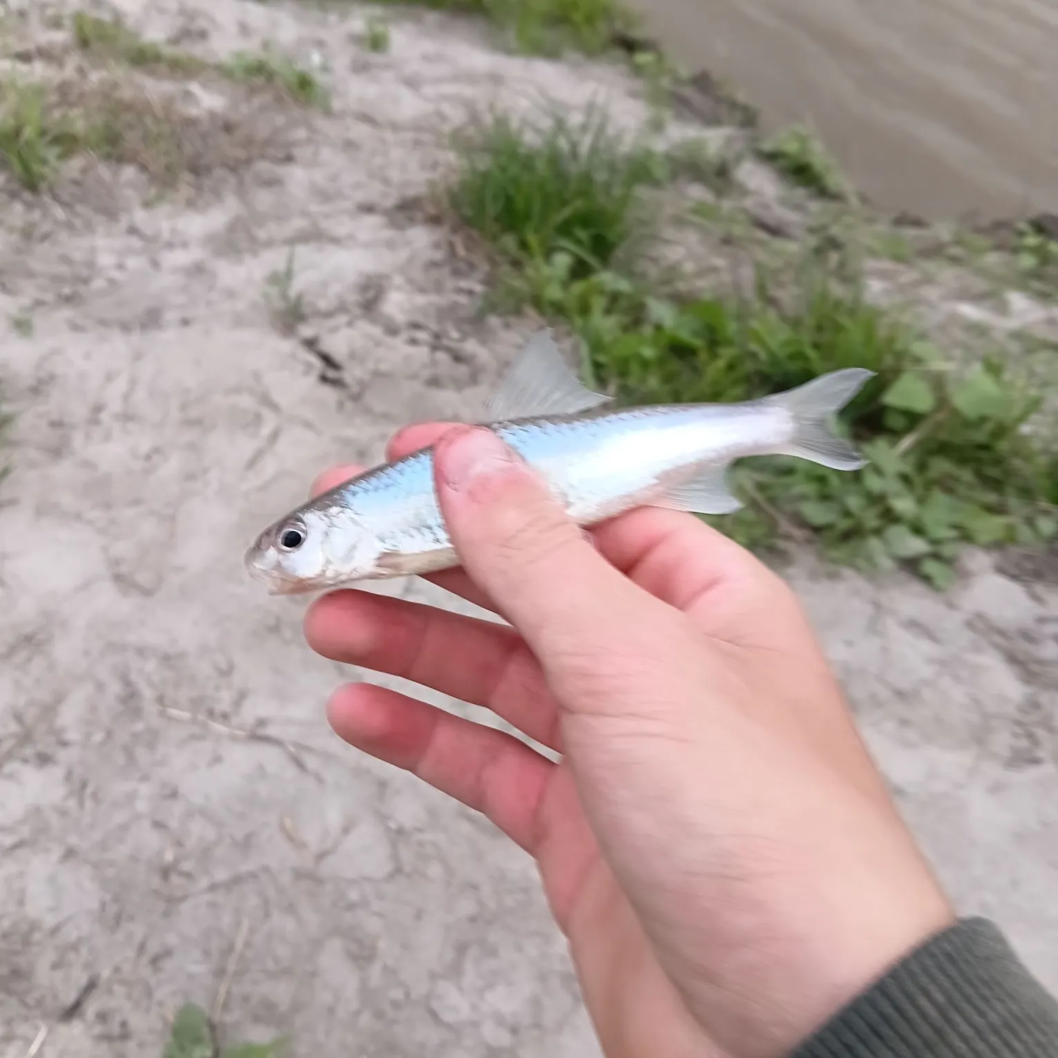 The most recent Silver chub catches on Fishbrain