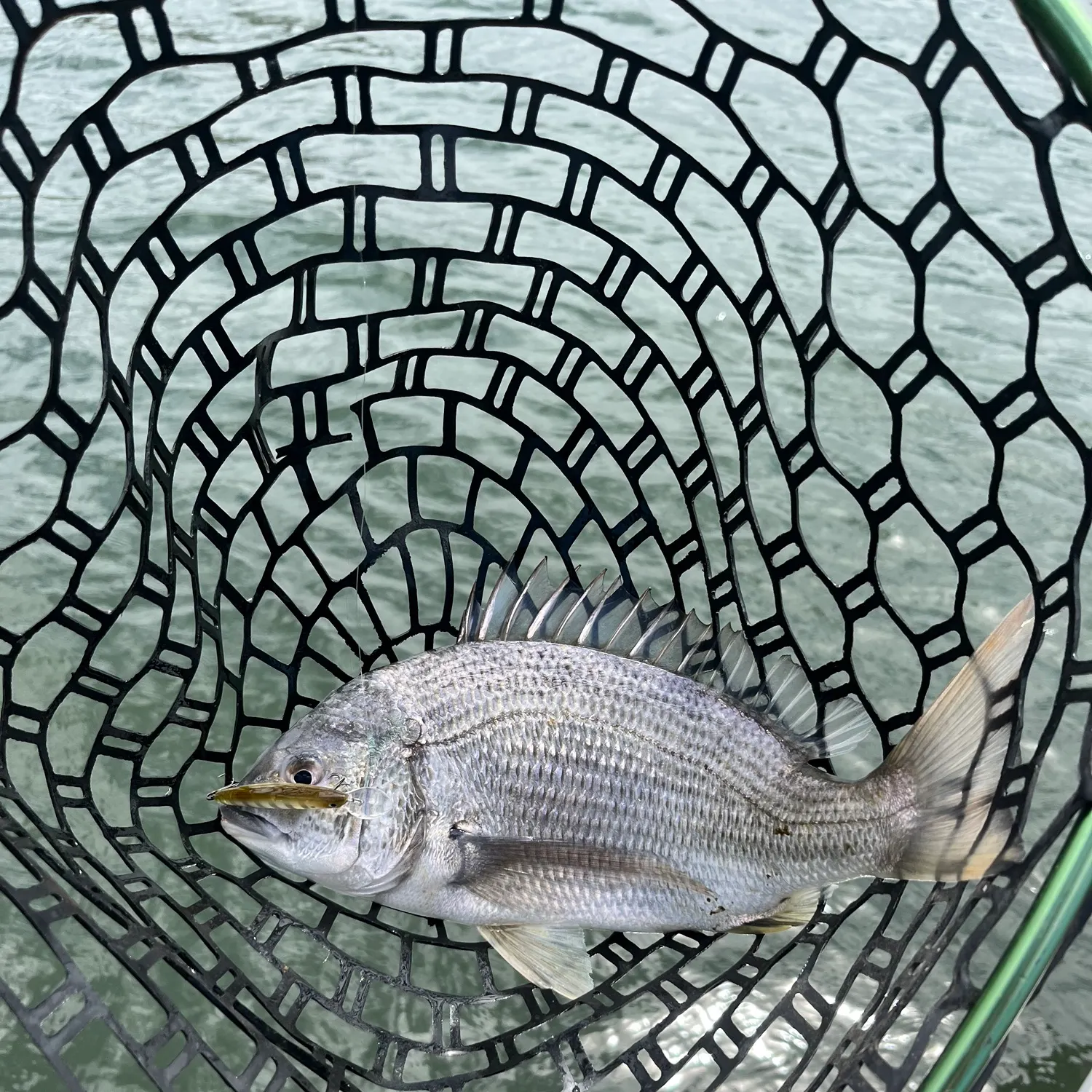 The most recent Southern black bream catches on Fishbrain