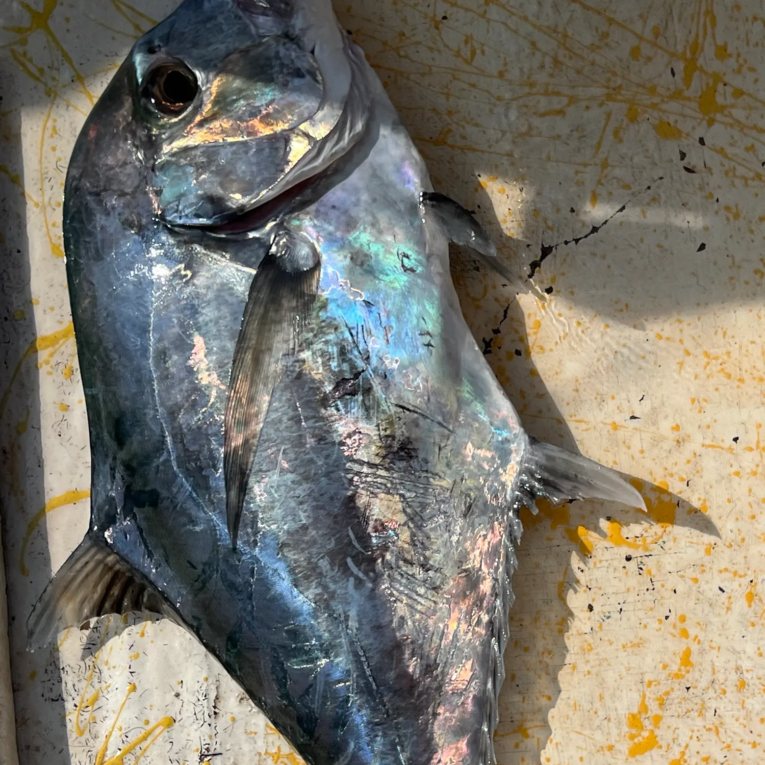 The most recent African pompano catches on Fishbrain