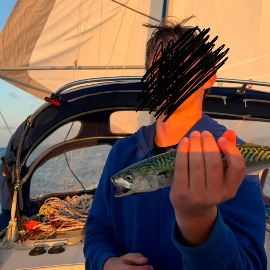 Atlantic mackerel caught on Fishbrain
