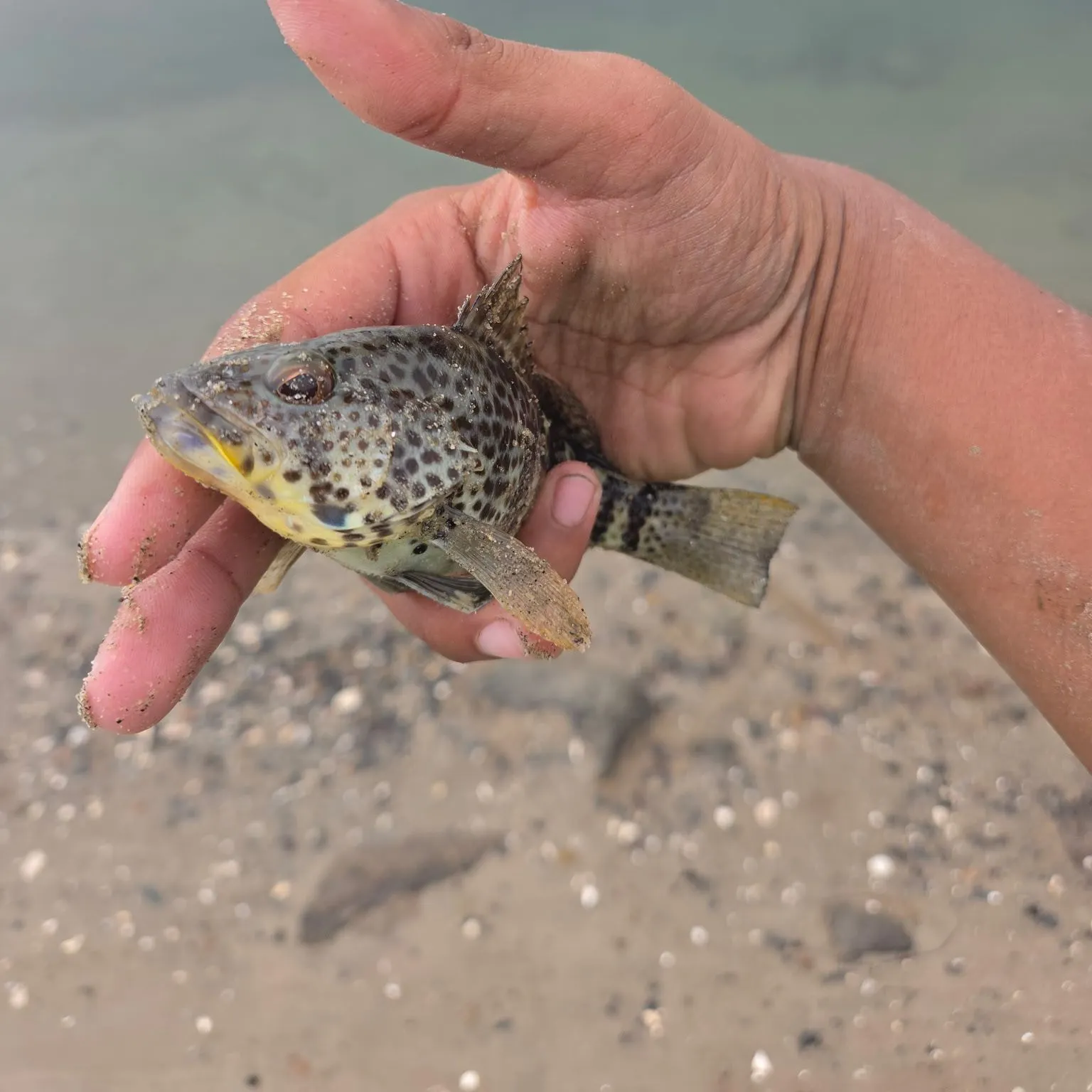 Spotted sand bass caught on Fishbrain
