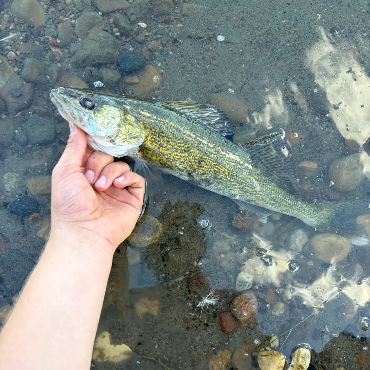 Walleye caught on Fishbrain