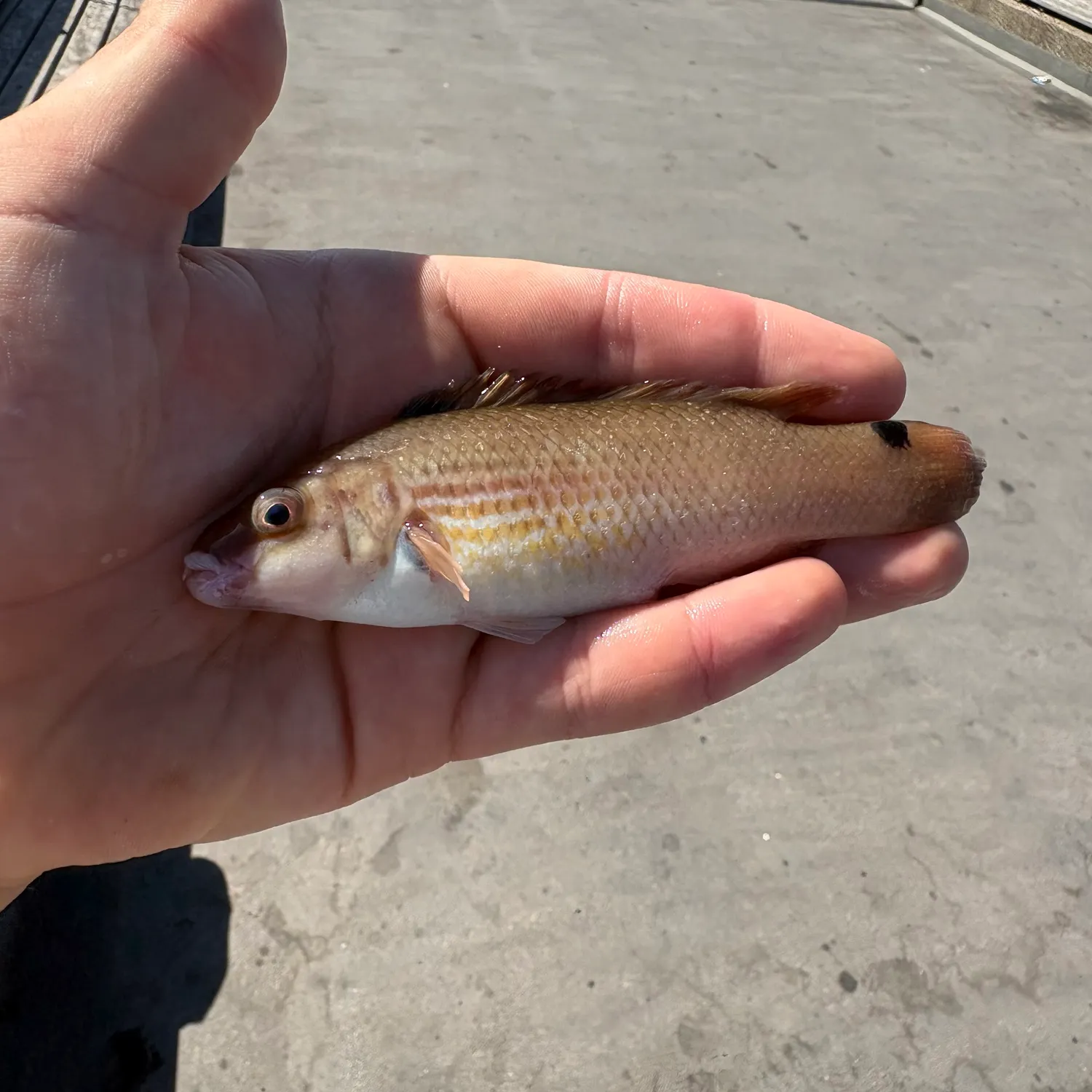 The most recent Axillary wrasse catches on Fishbrain