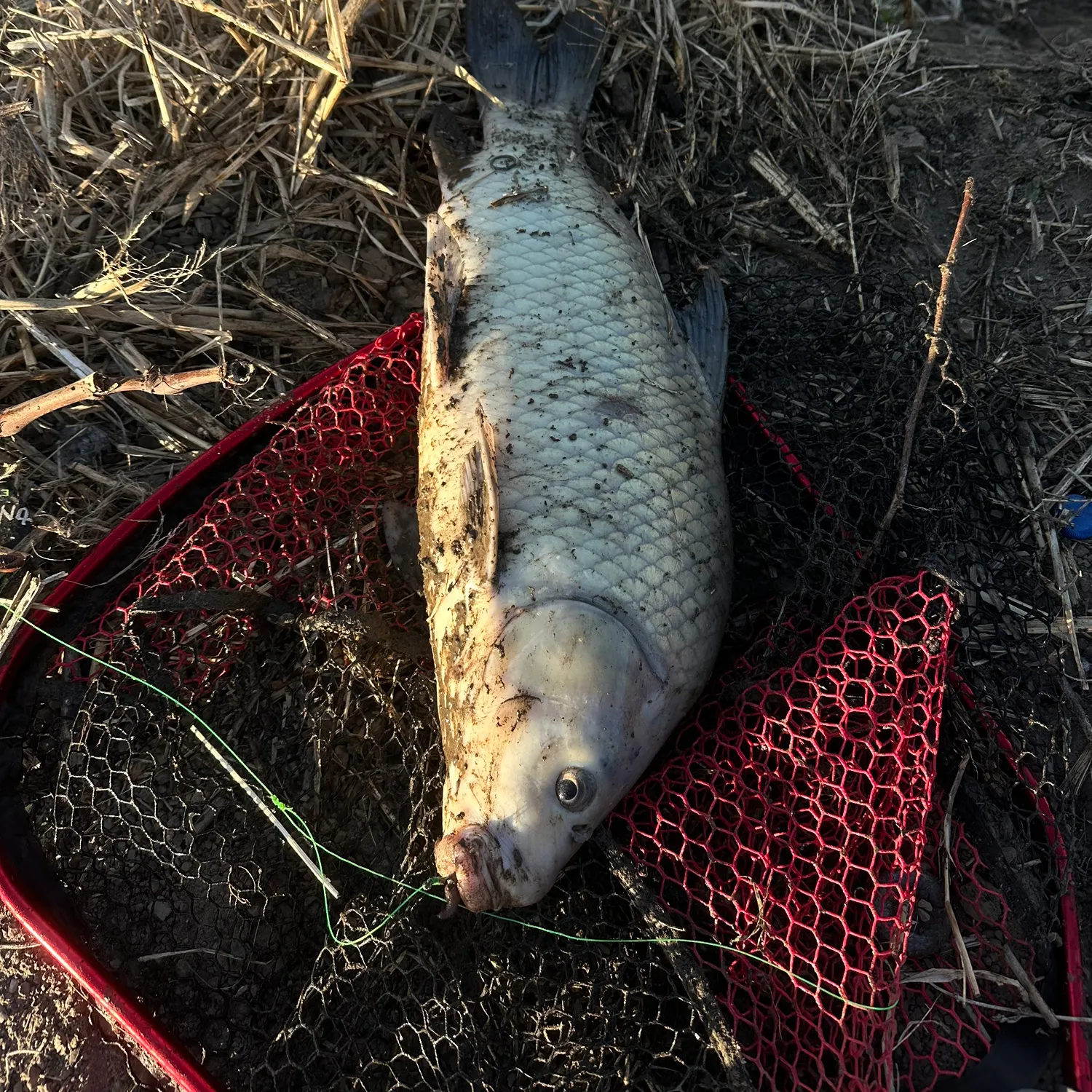 The most recent River carpsucker catches on Fishbrain