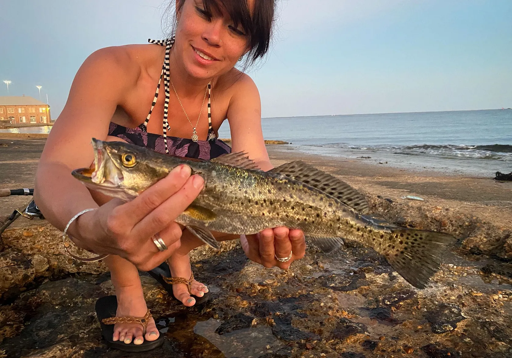 Spotted seatrout