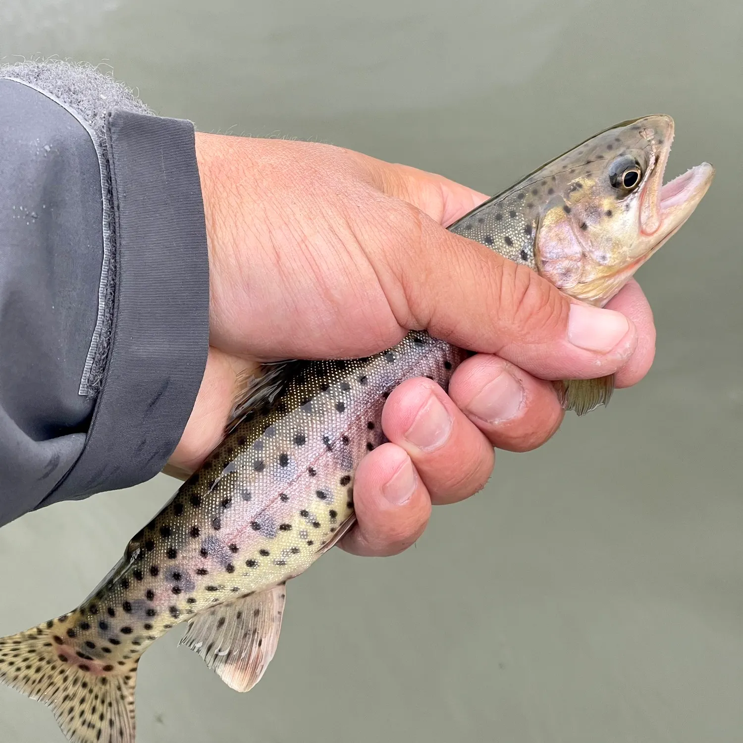 The most popular recent Lahontan cutthroat trout catch on Fishbrain