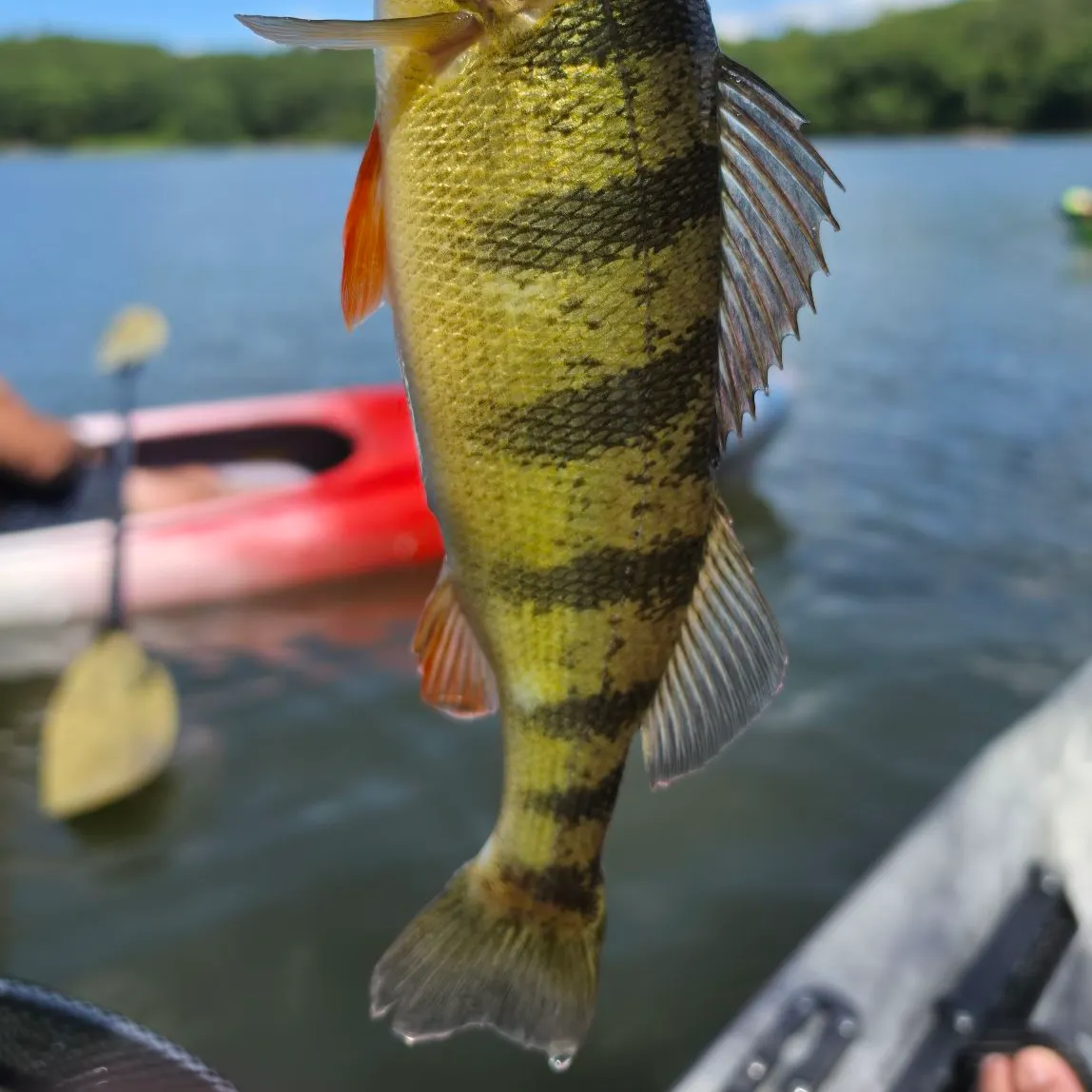 Yellow perch caught on Fishbrain