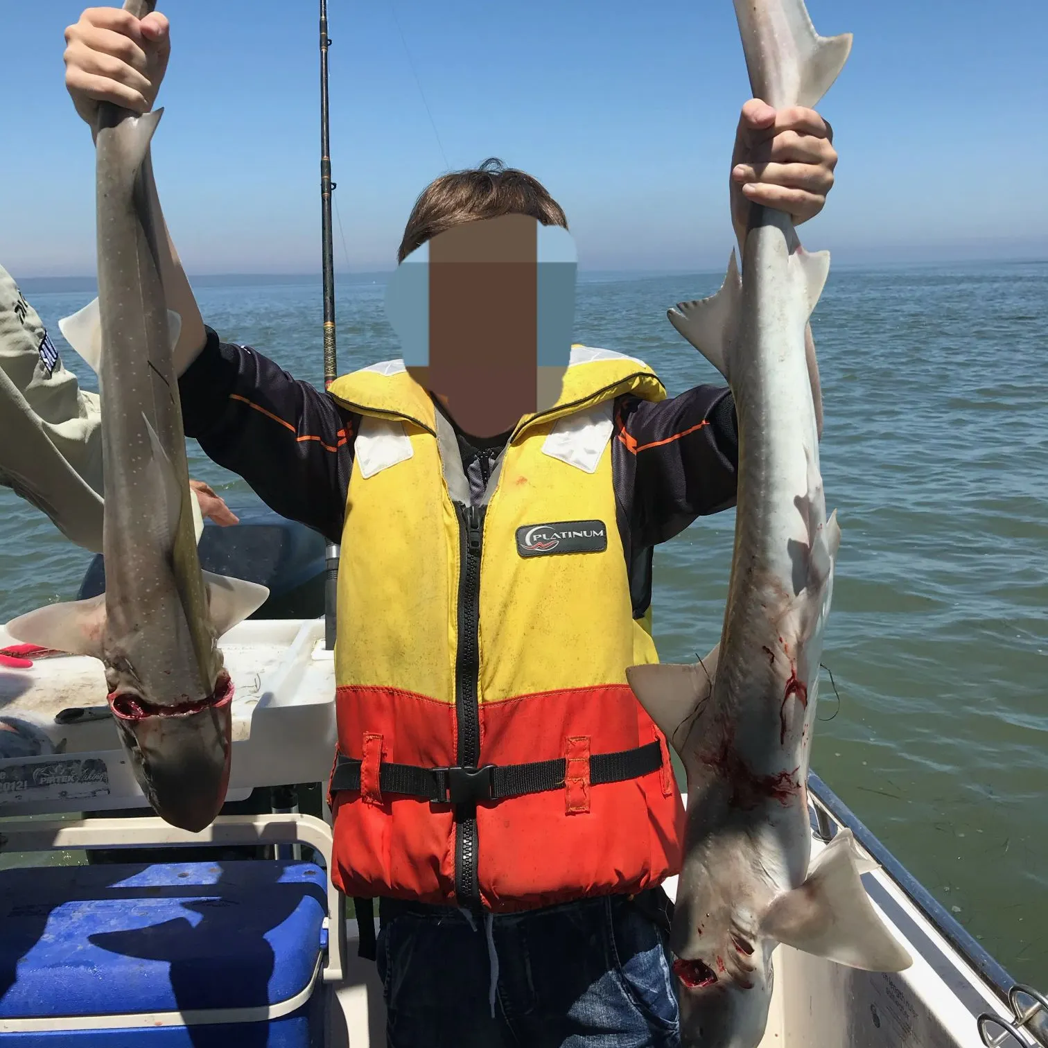 The most recent Gummy shark catches on Fishbrain