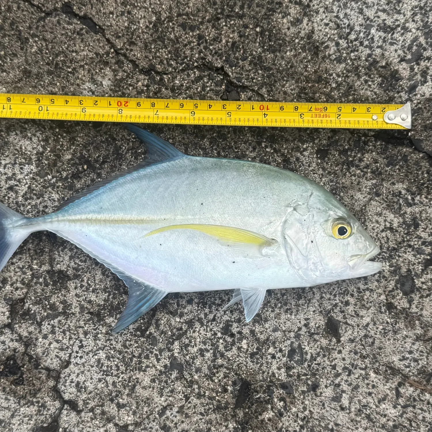 The most recent Bluefin trevally catches on Fishbrain