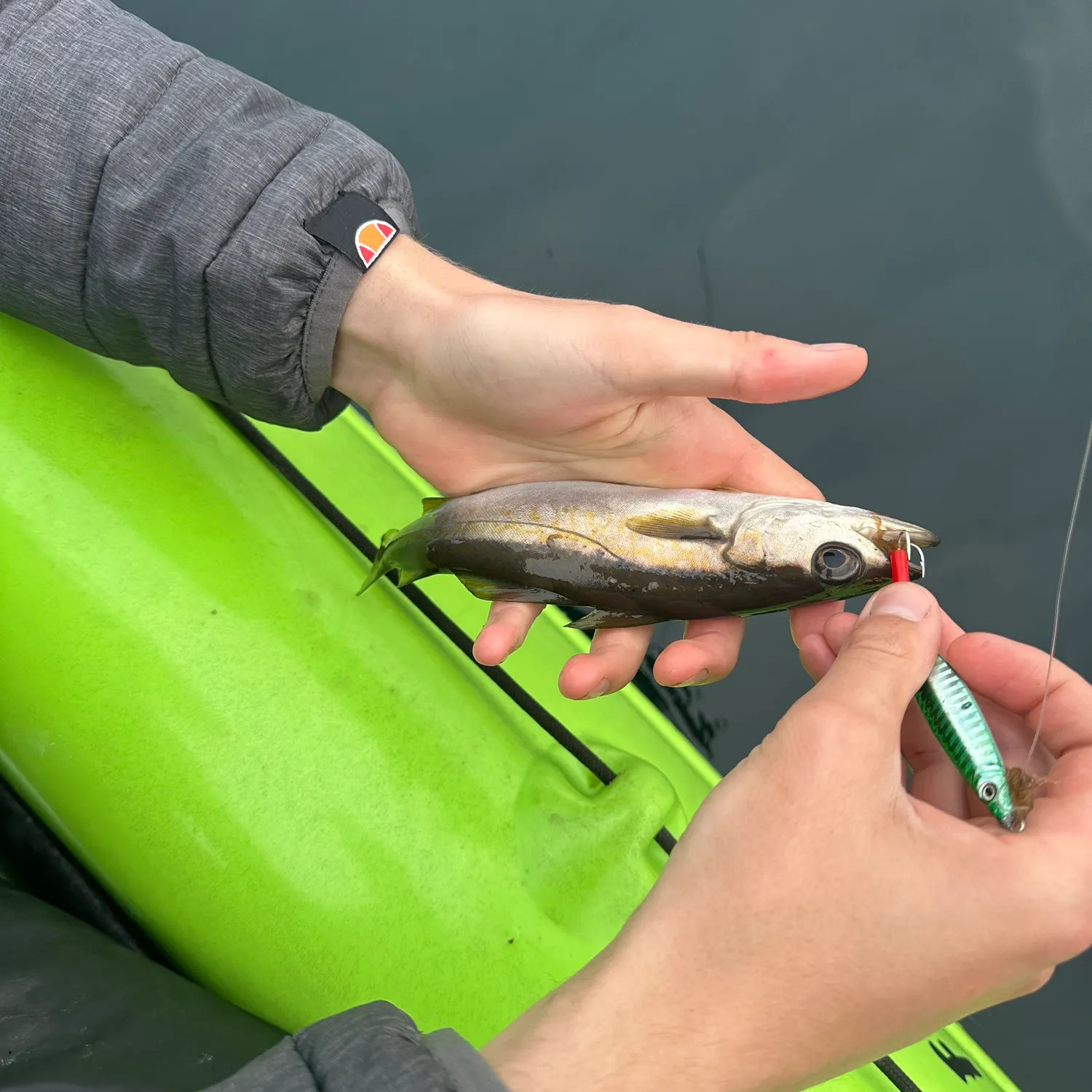 The most recent Pollack catches on Fishbrain