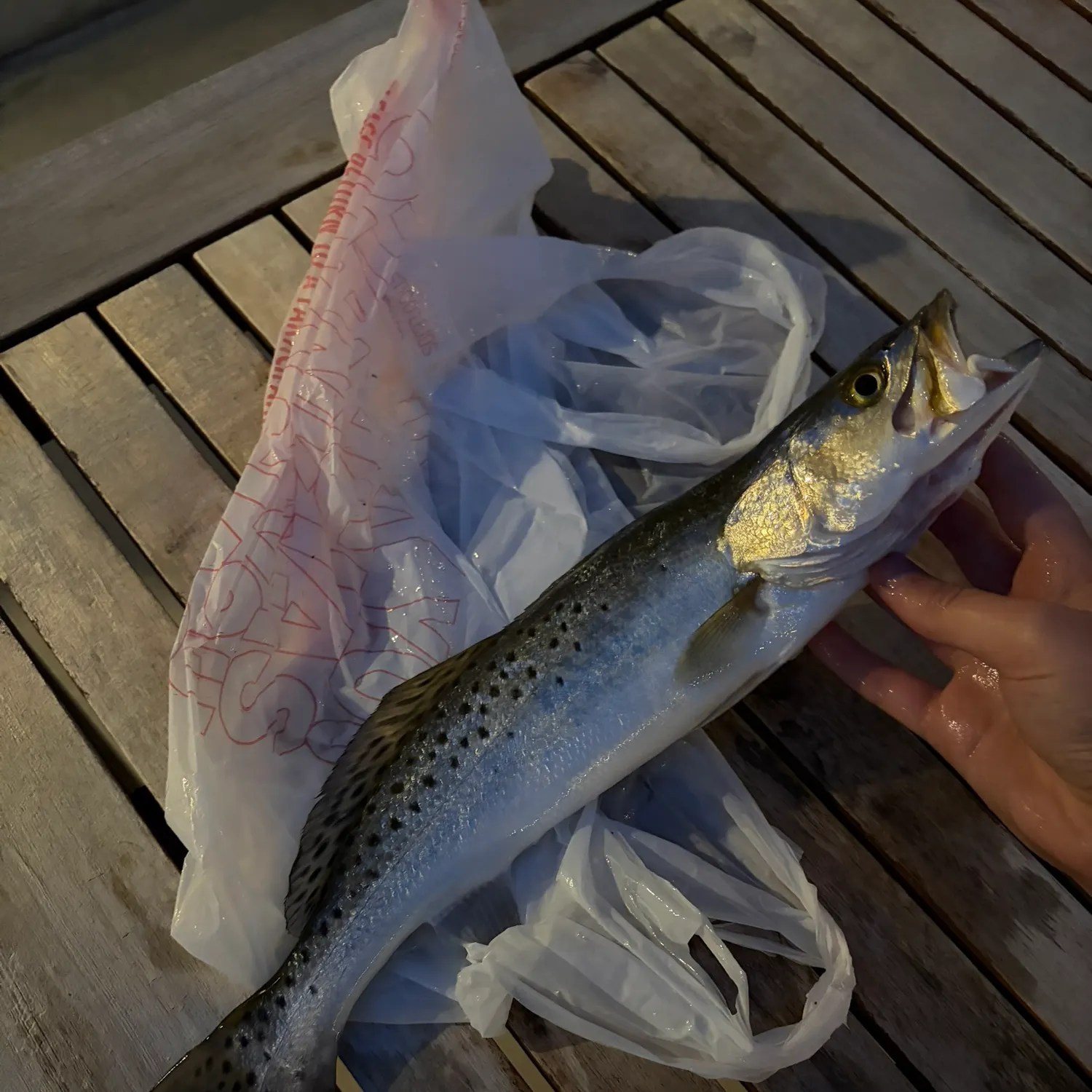 recently logged catches