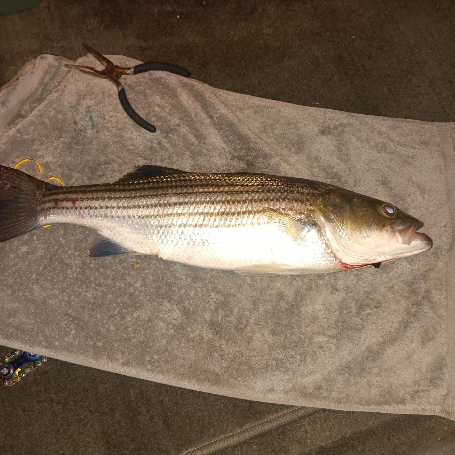 recently logged catches