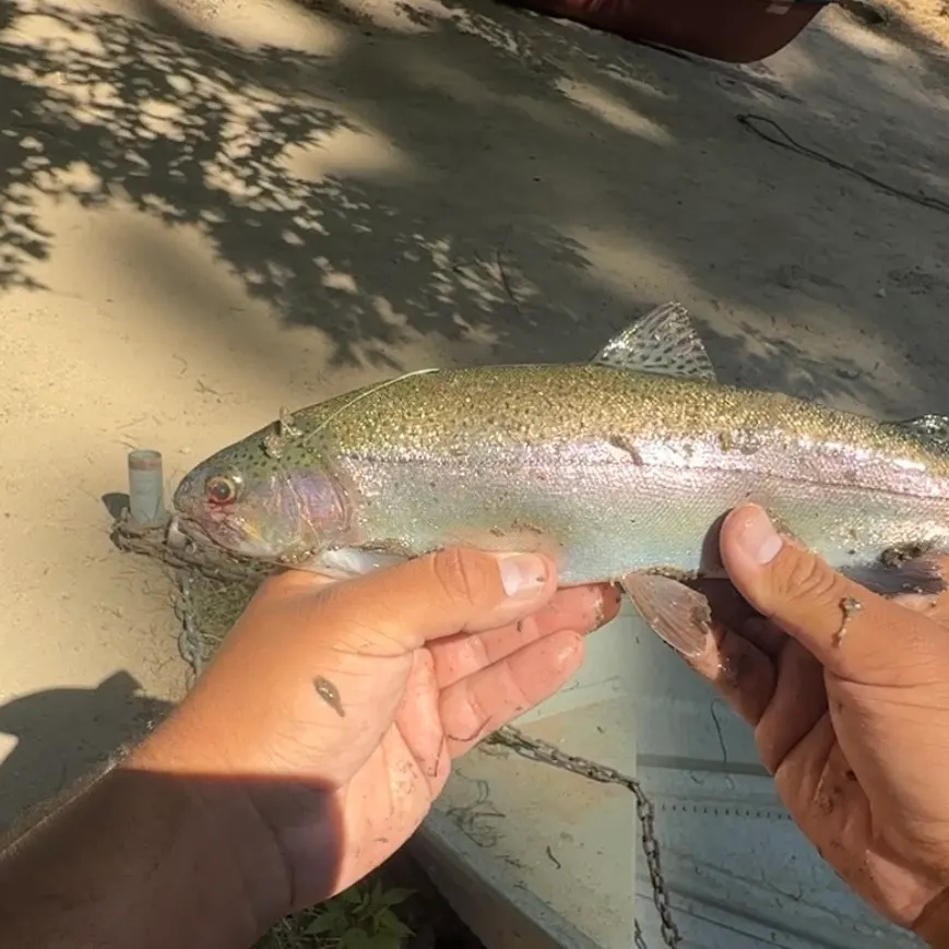 Rainbow trout caught on Fishbrain
