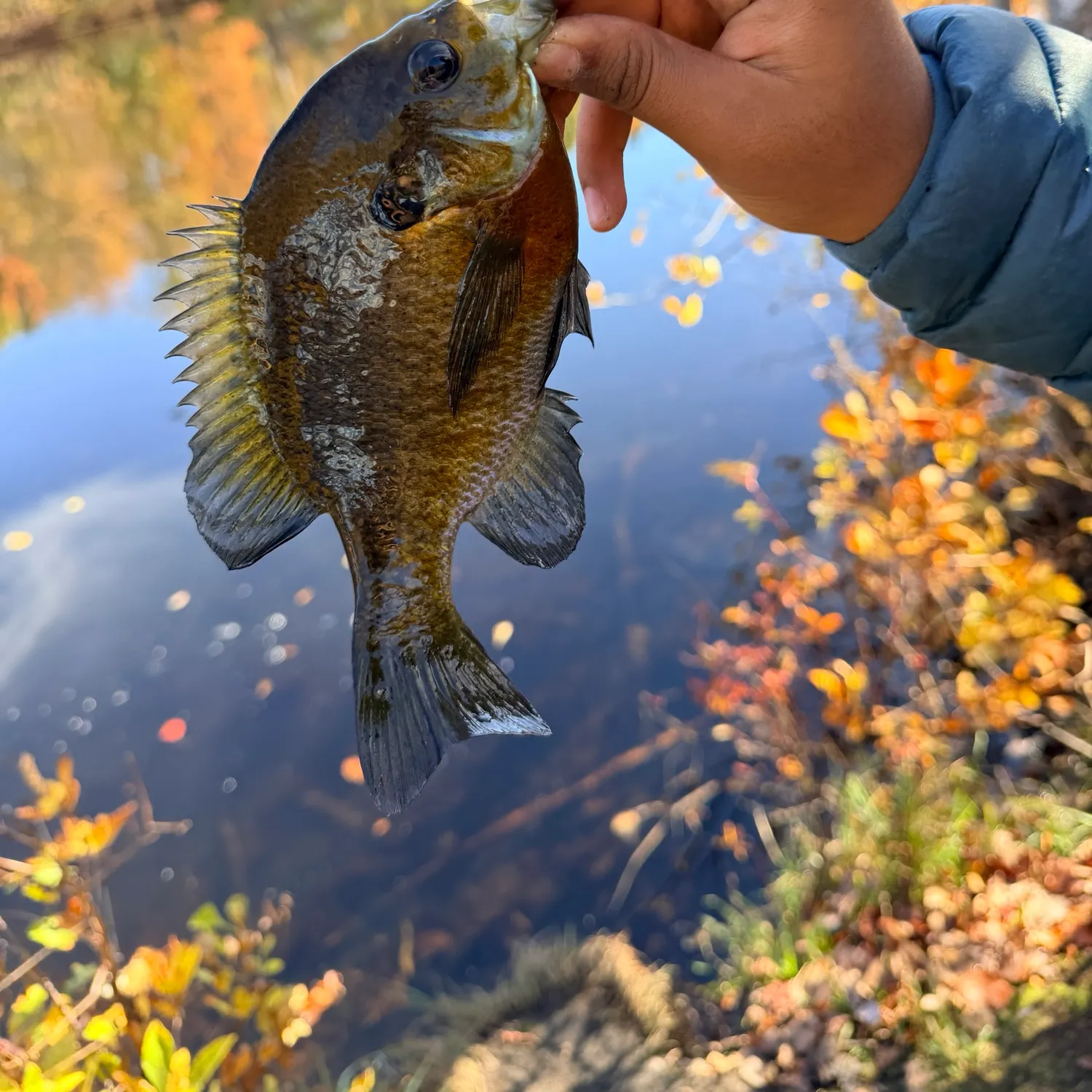 Bluegill caught on Fishbrain