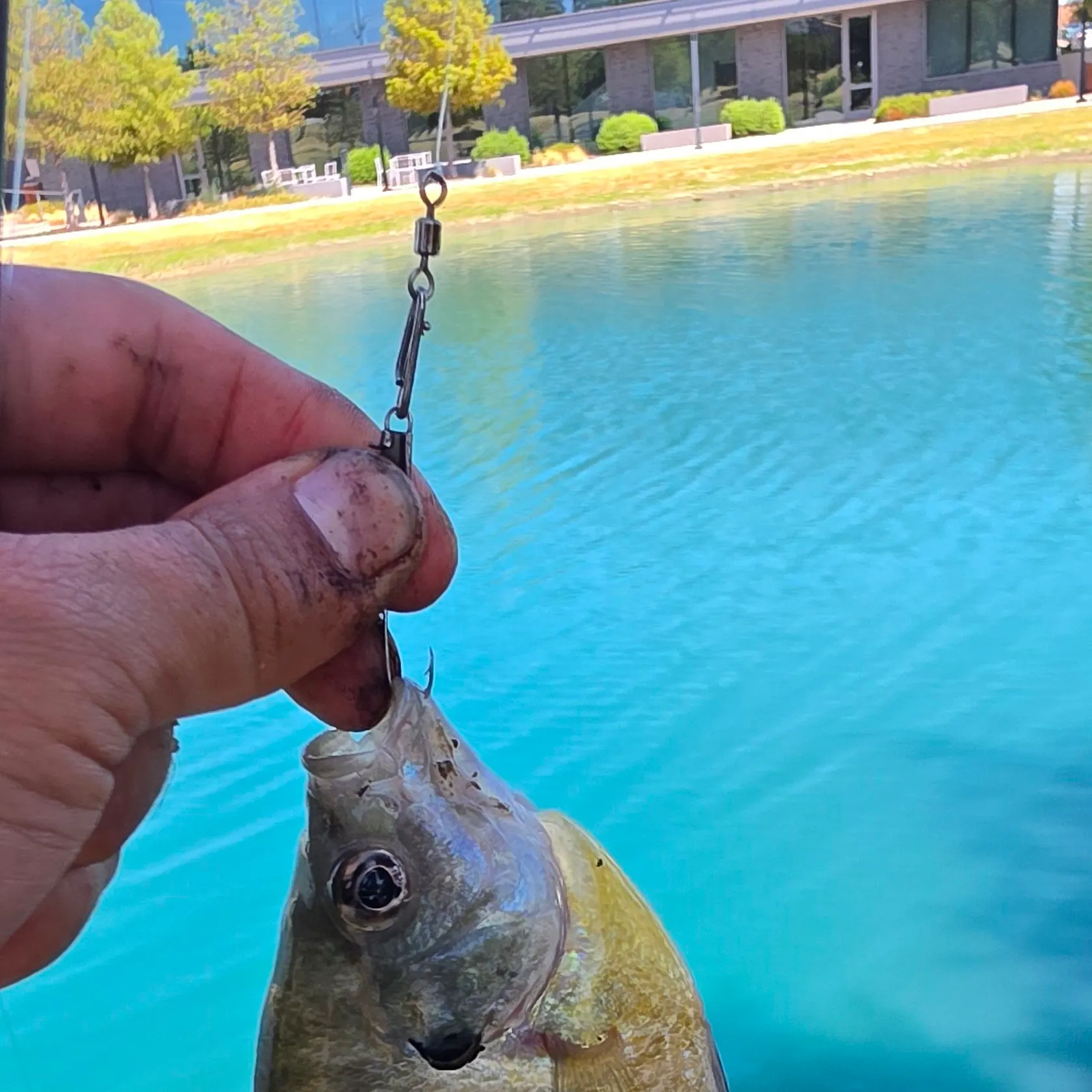 Bluegill caught on Fishbrain