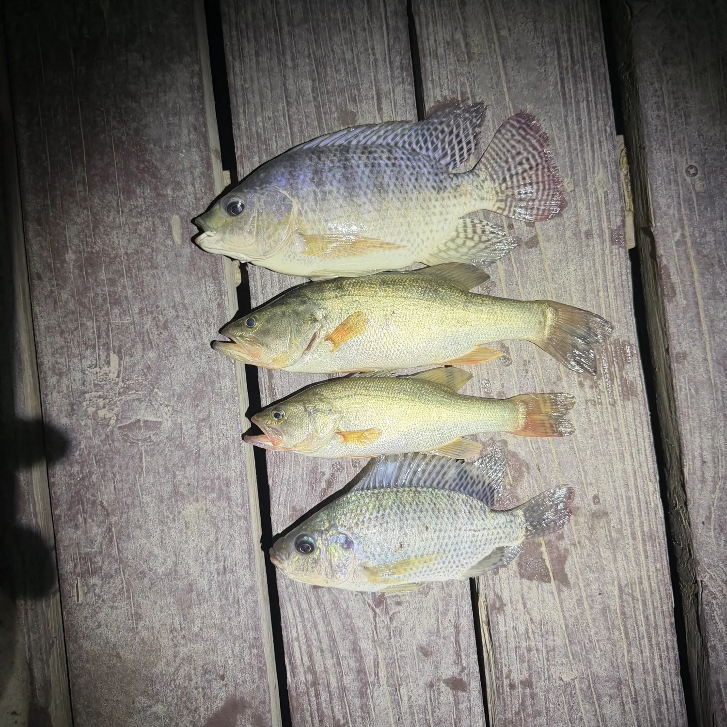 recently logged catches