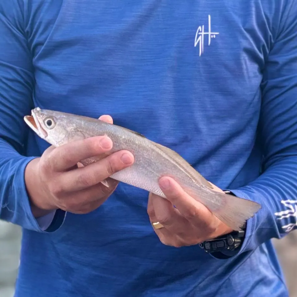 The most recent Sand seatrout catches on Fishbrain