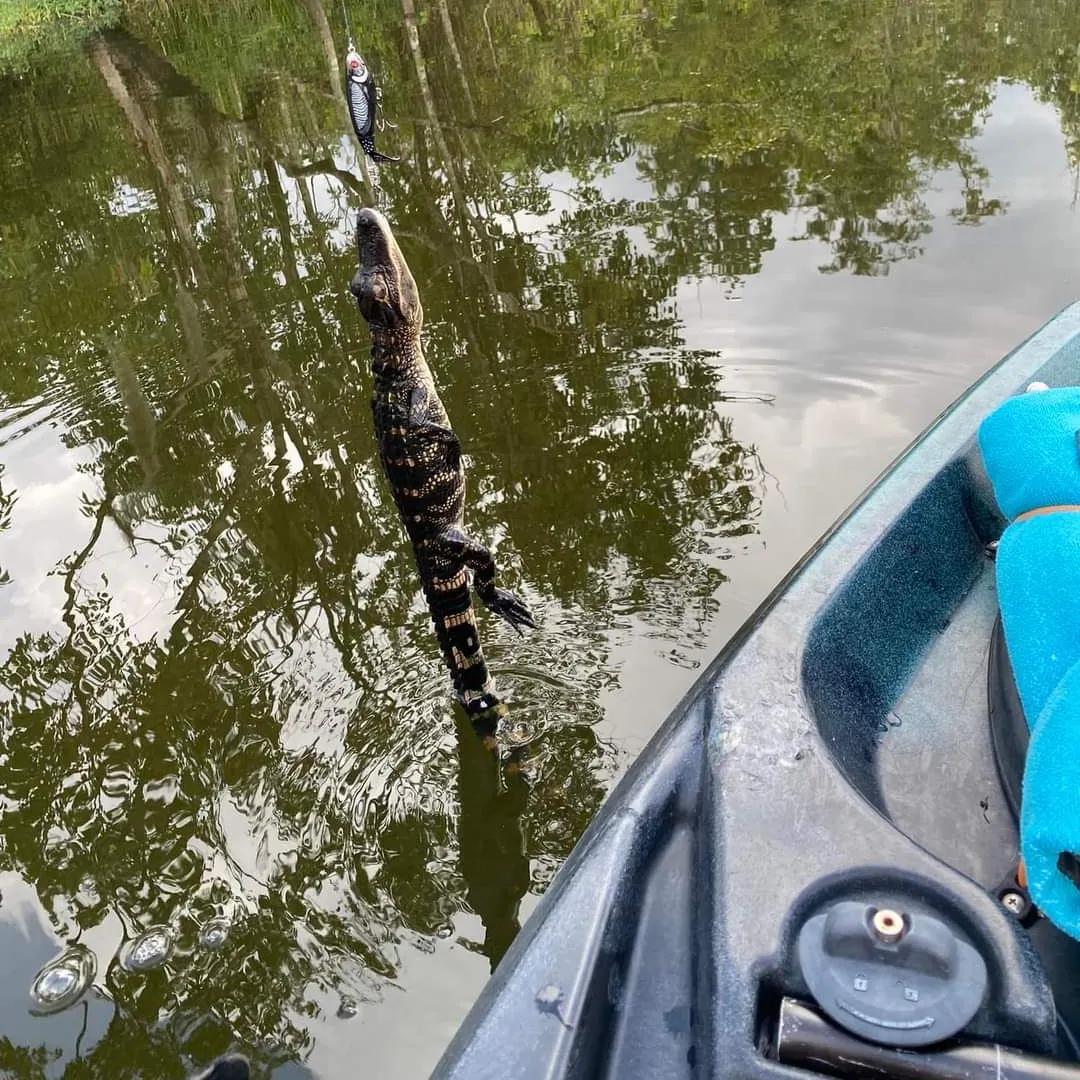 The most recent Crocodile fish catches on Fishbrain