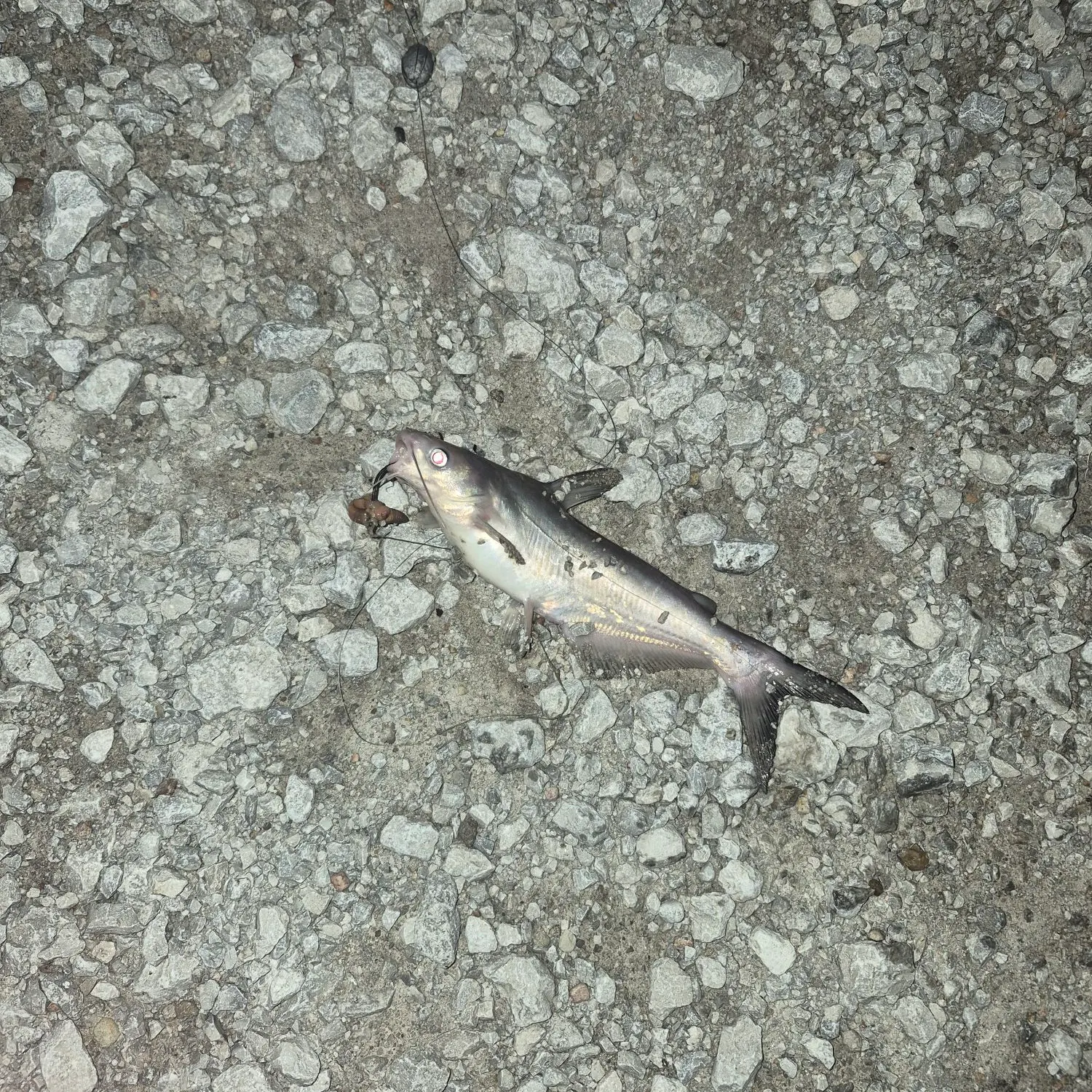 Channel catfish caught on Fishbrain