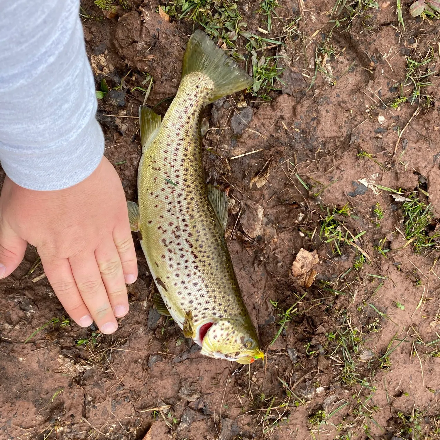 Brown trout caught on Fishbrain