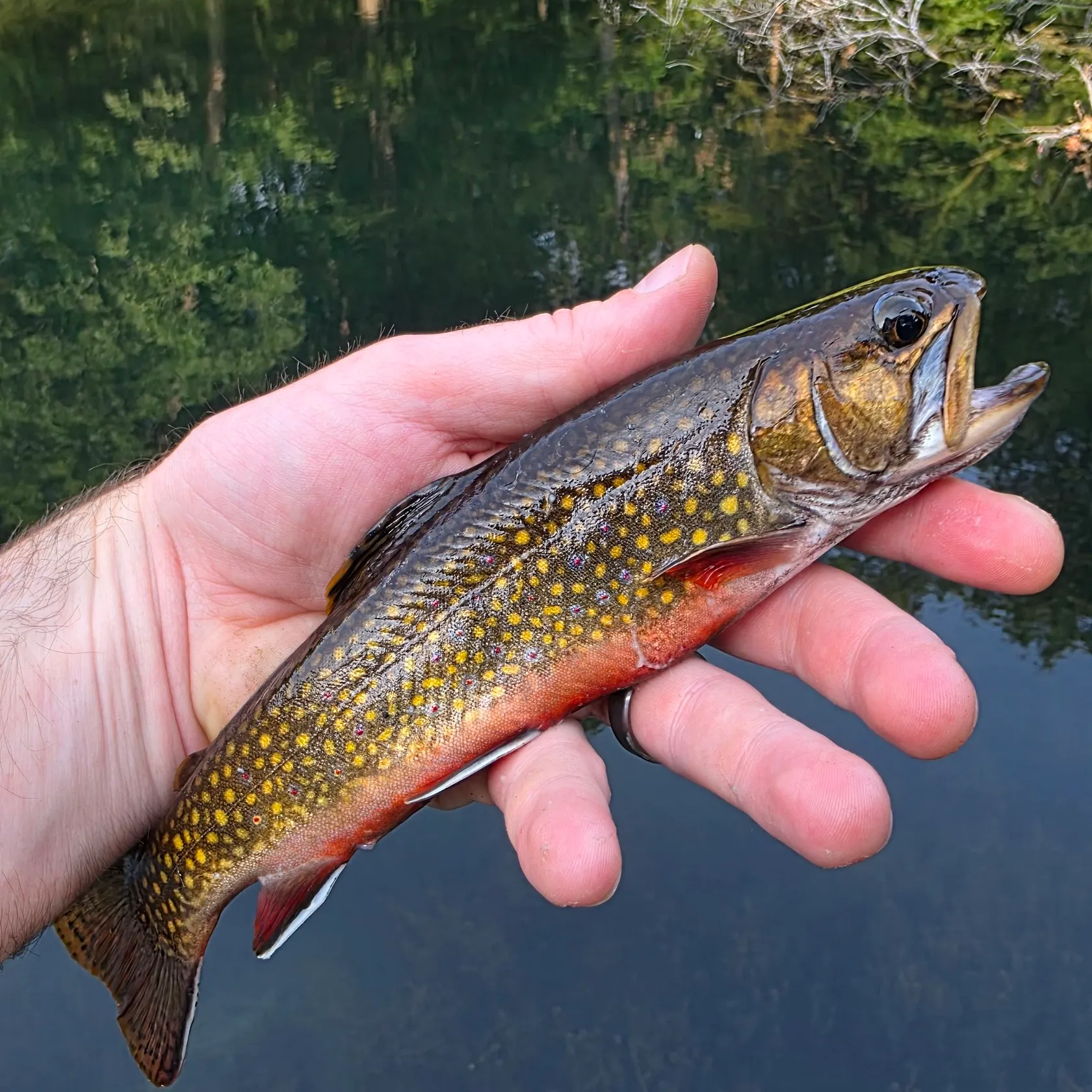 Brook trout caught on Fishbrain