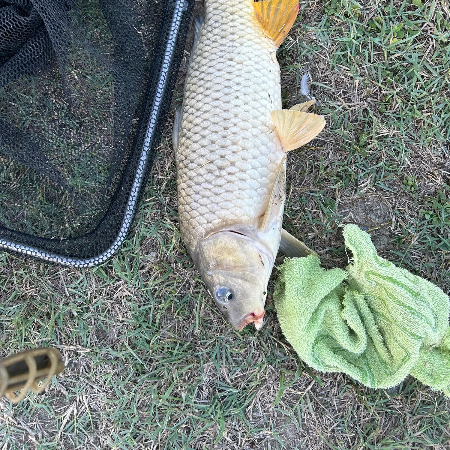 Common carp caught on Fishbrain