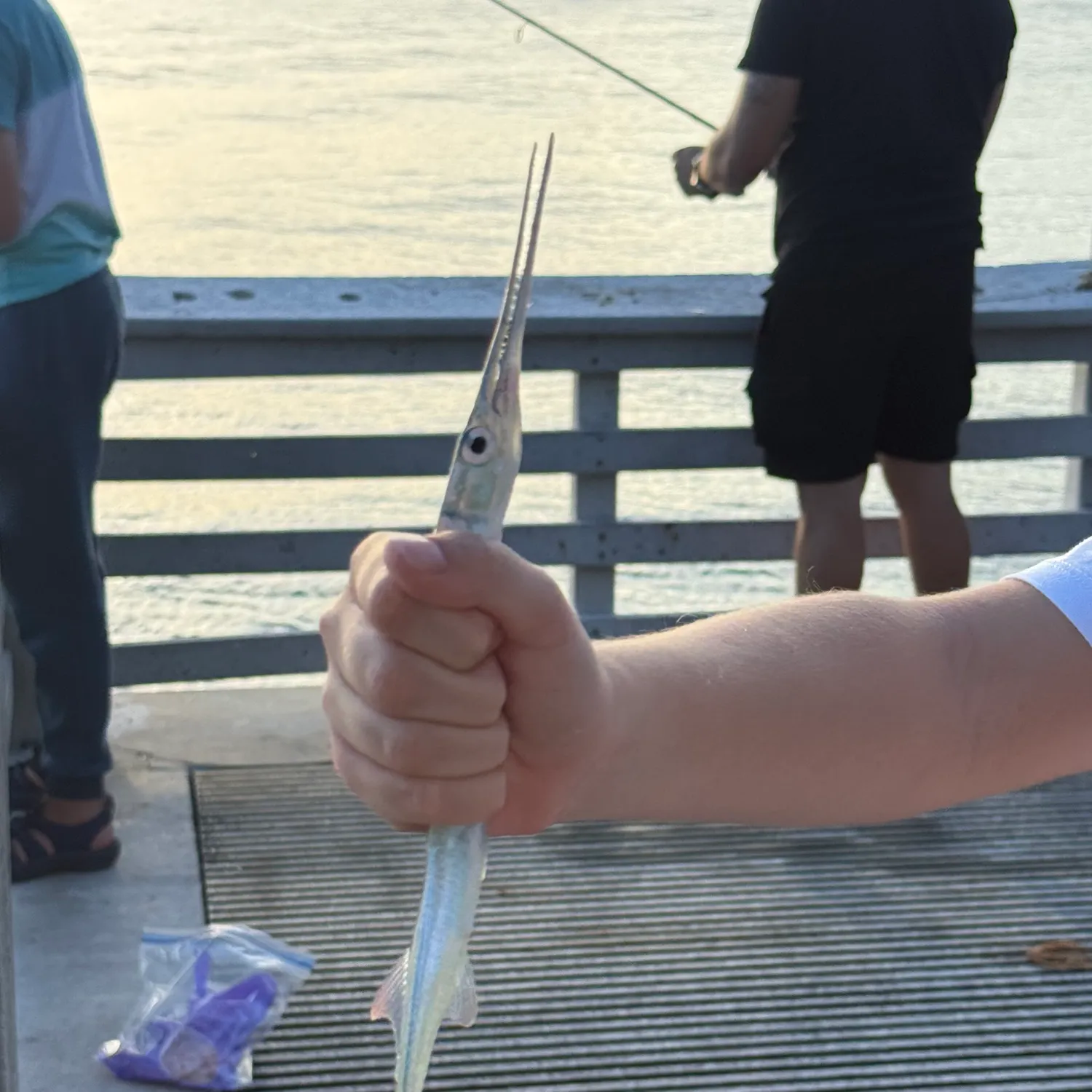 The most recent Redfin needlefish catches on Fishbrain