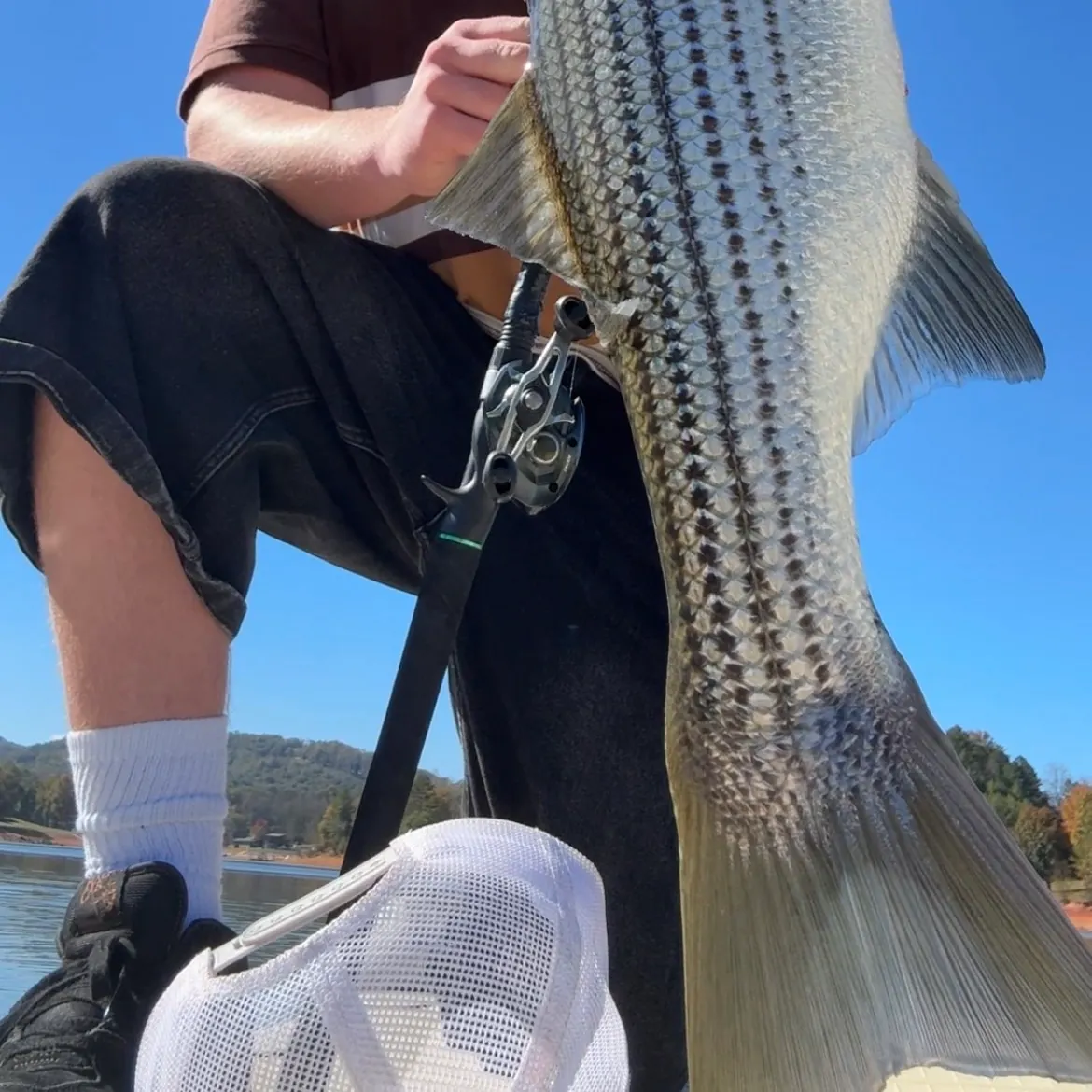 Striped bass caught on Fishbrain