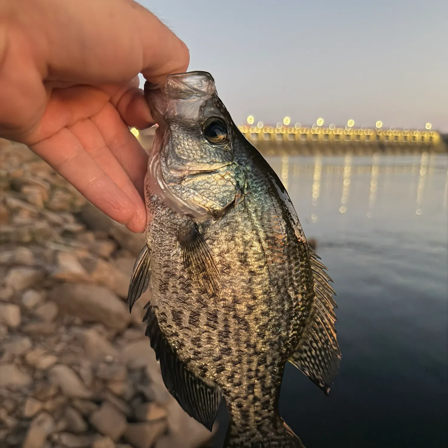 Black crappie caught on Fishbrain