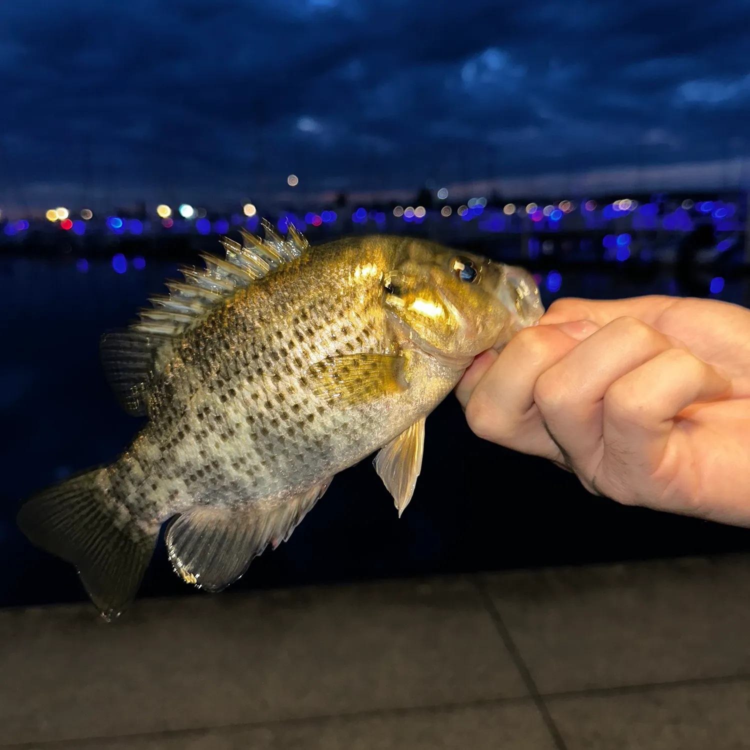 Rock bass caught on Fishbrain