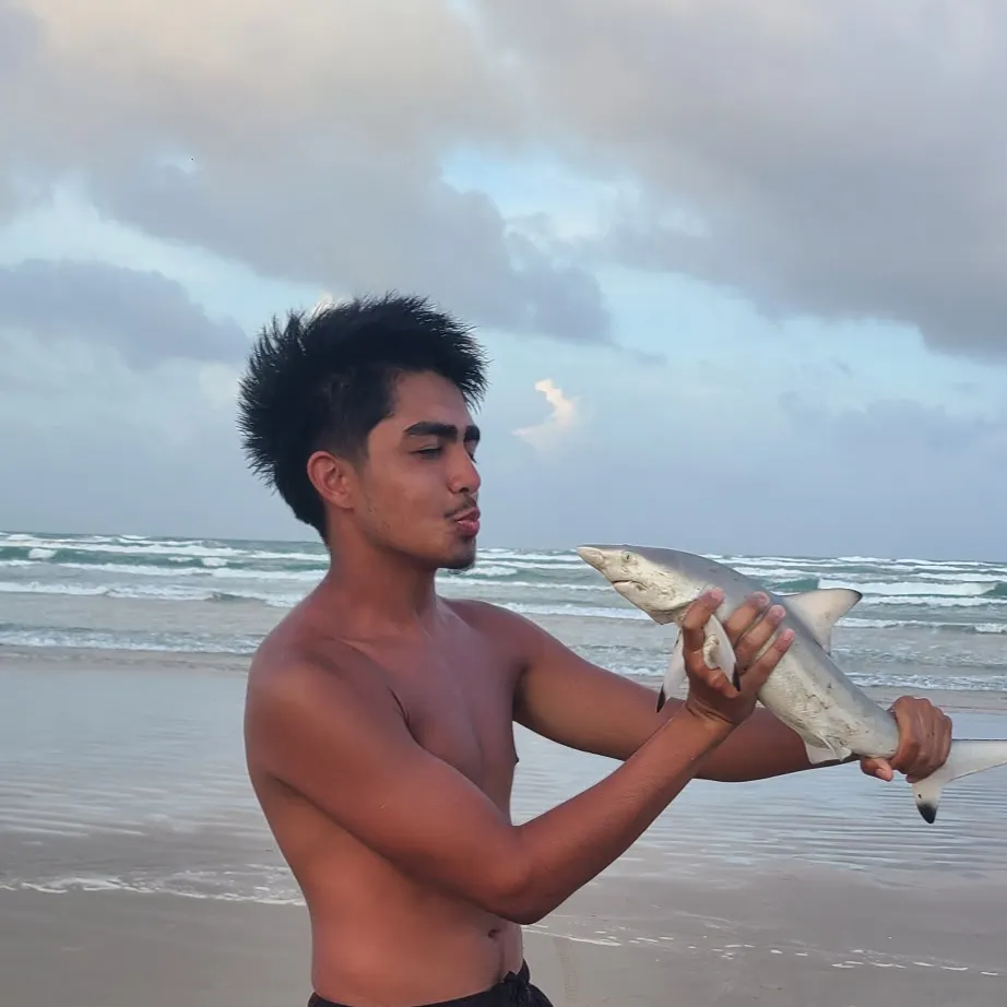 The most recent Blacktip shark catches on Fishbrain