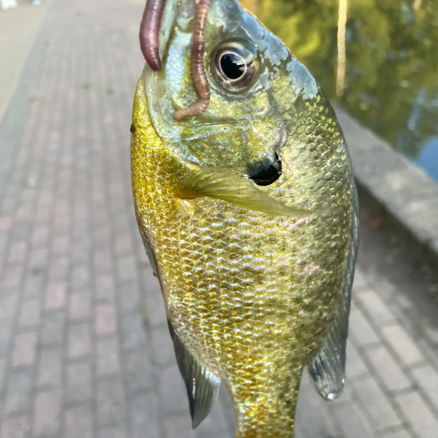 Bluegill caught on Fishbrain
