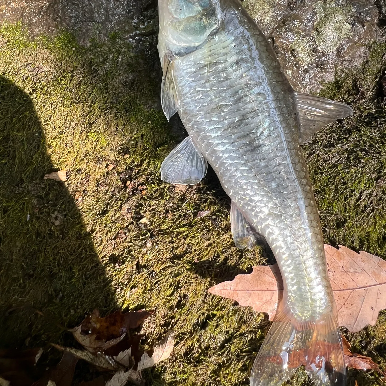 Striped shiner caught on Fishbrain