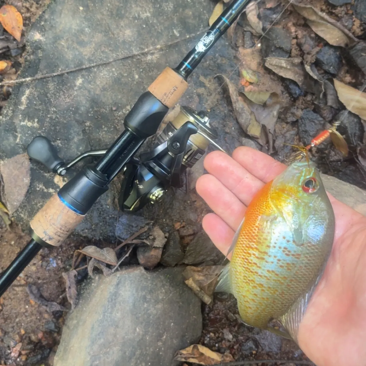 Redbreast sunfish caught on Fishbrain