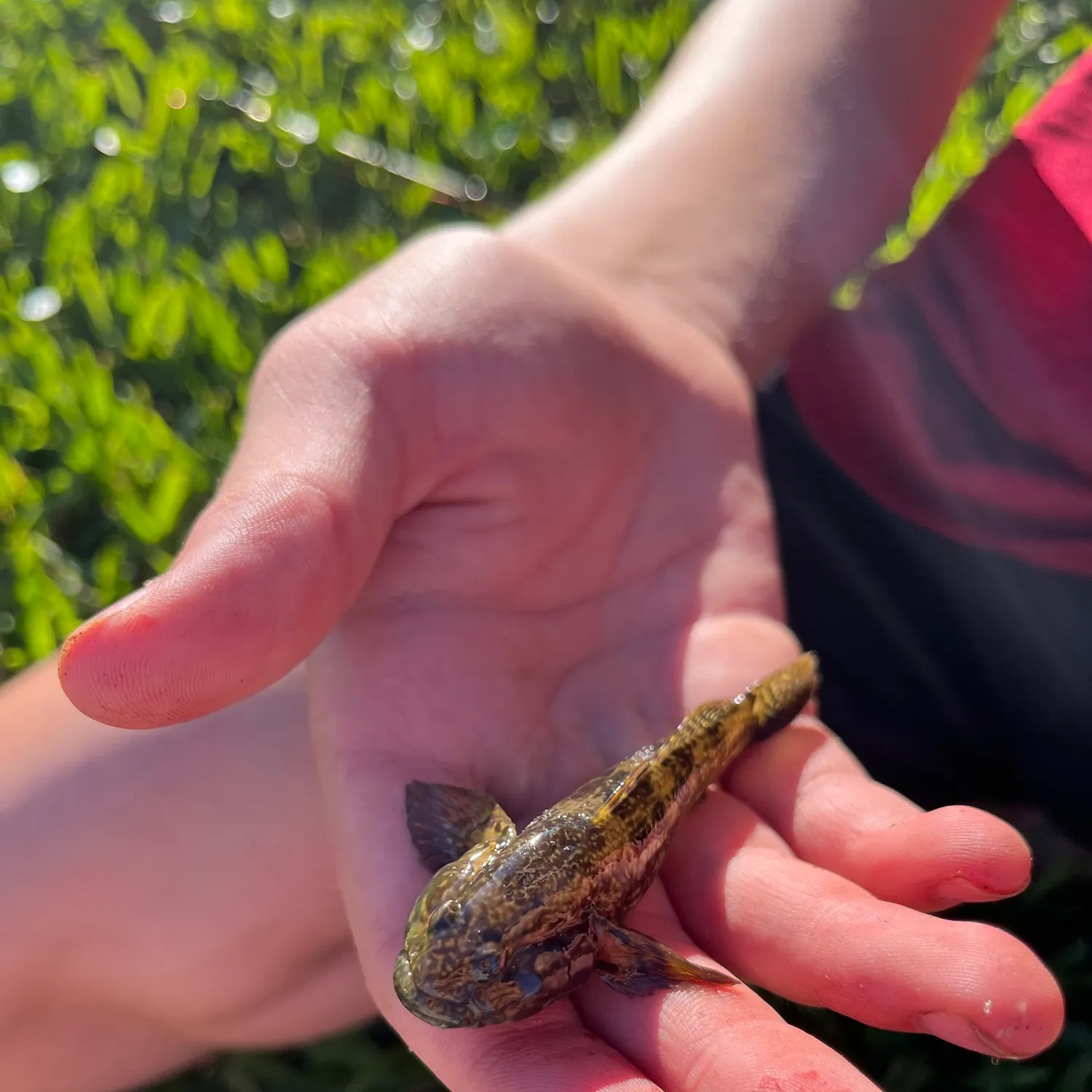 The most recent Frillfin goby catches on Fishbrain