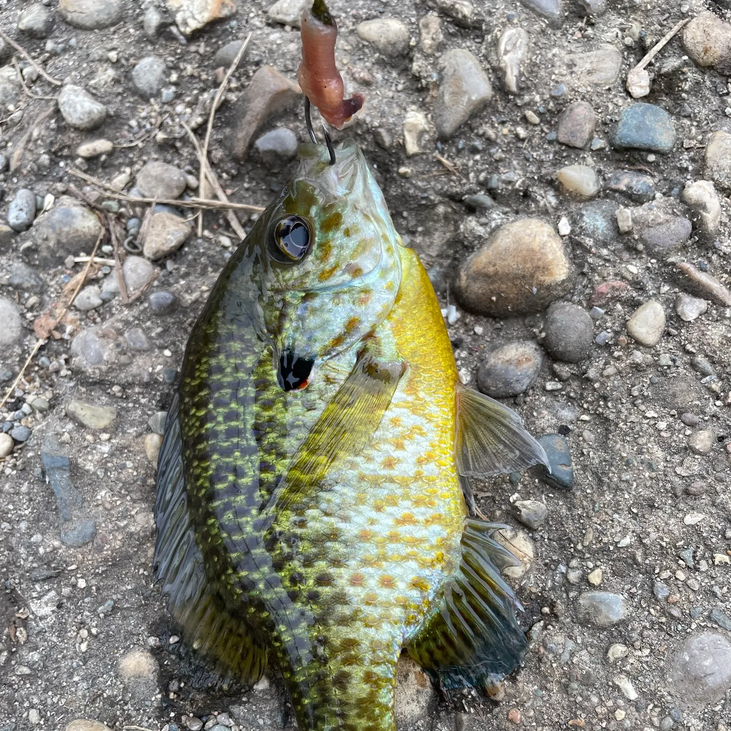 Pumpkinseed caught on Fishbrain
