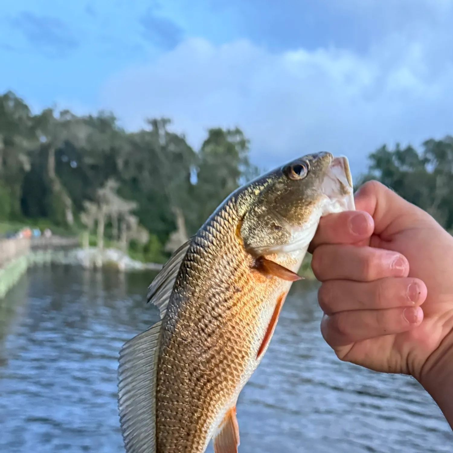 Red drum caught on Fishbrain